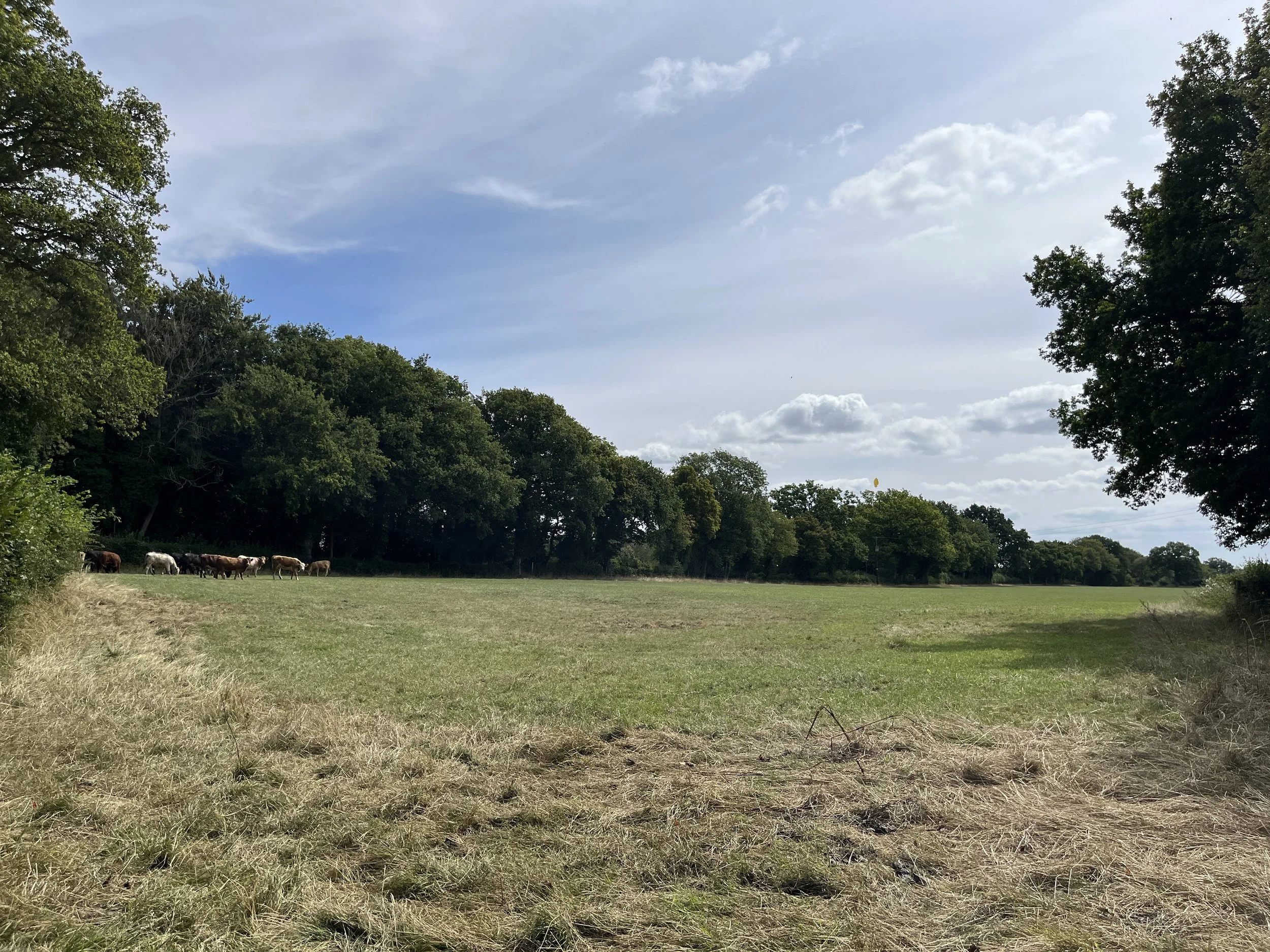 Open grassy field with cows grazing near a tree line under a partly cloudy sky.