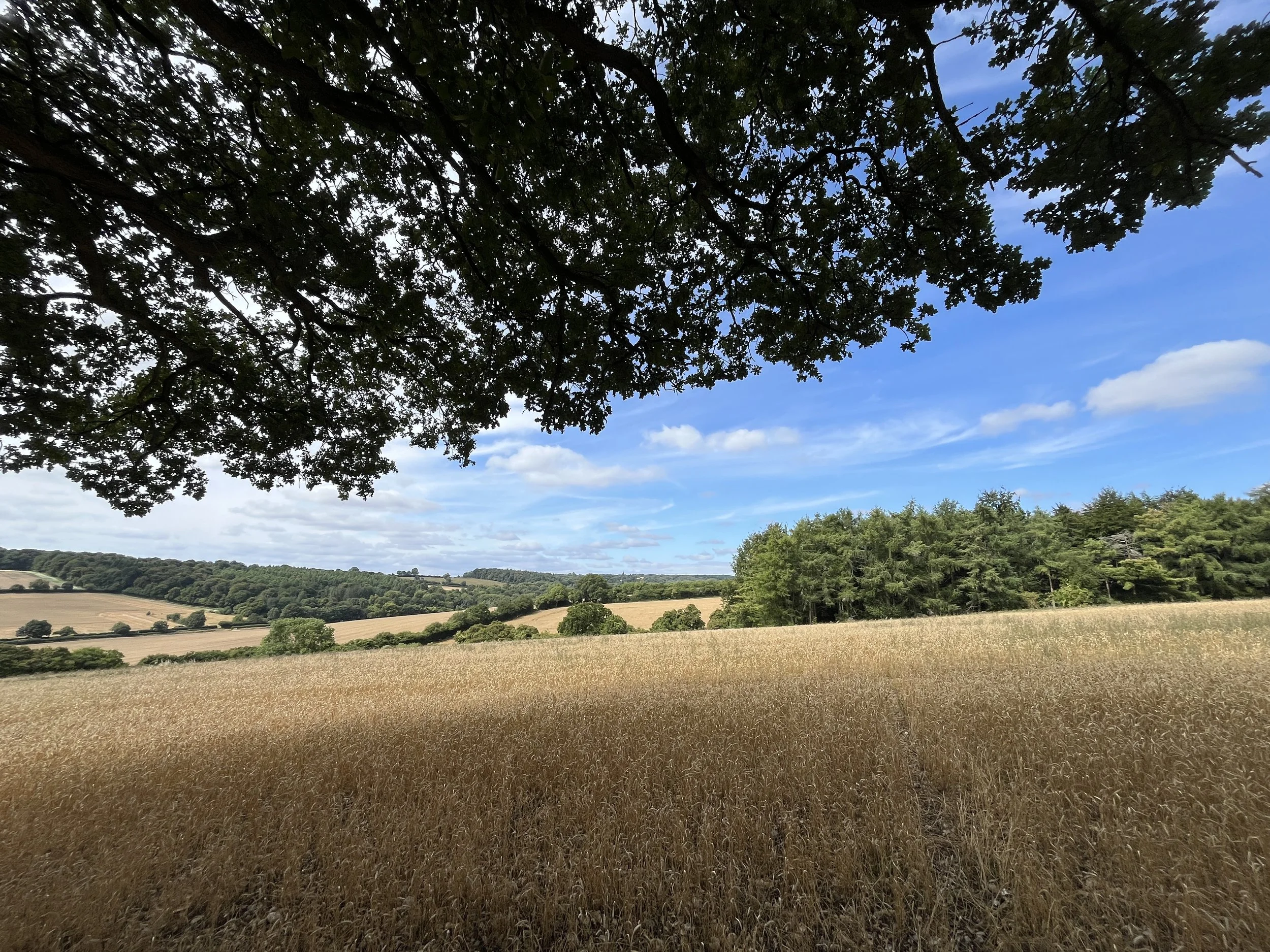 A landscape of fields with tall golden grass, green trees on the horizon, a partly cloudy blue sky, and a large tree in the foreground with overhanging branches.
