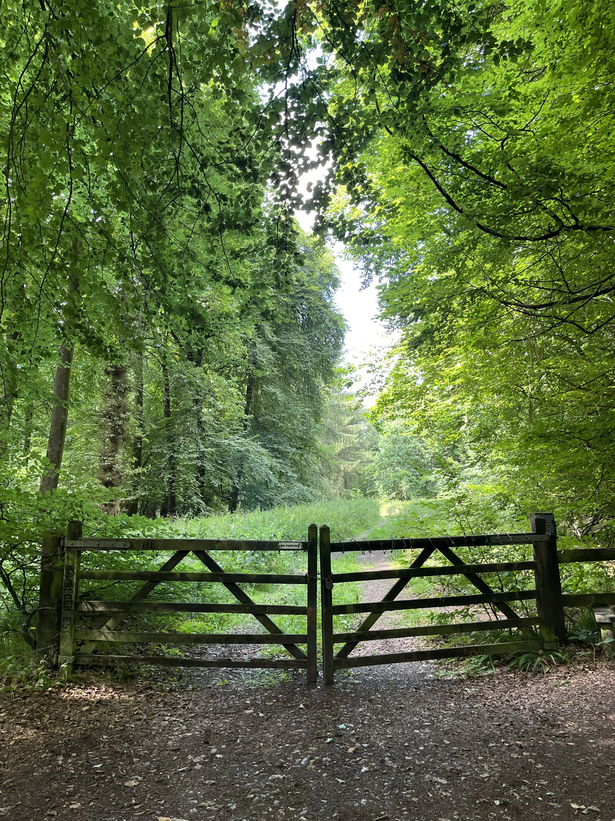 A wooden gate blocking a trail in a green forest, with dense leaves overhead and sunlight shining through.