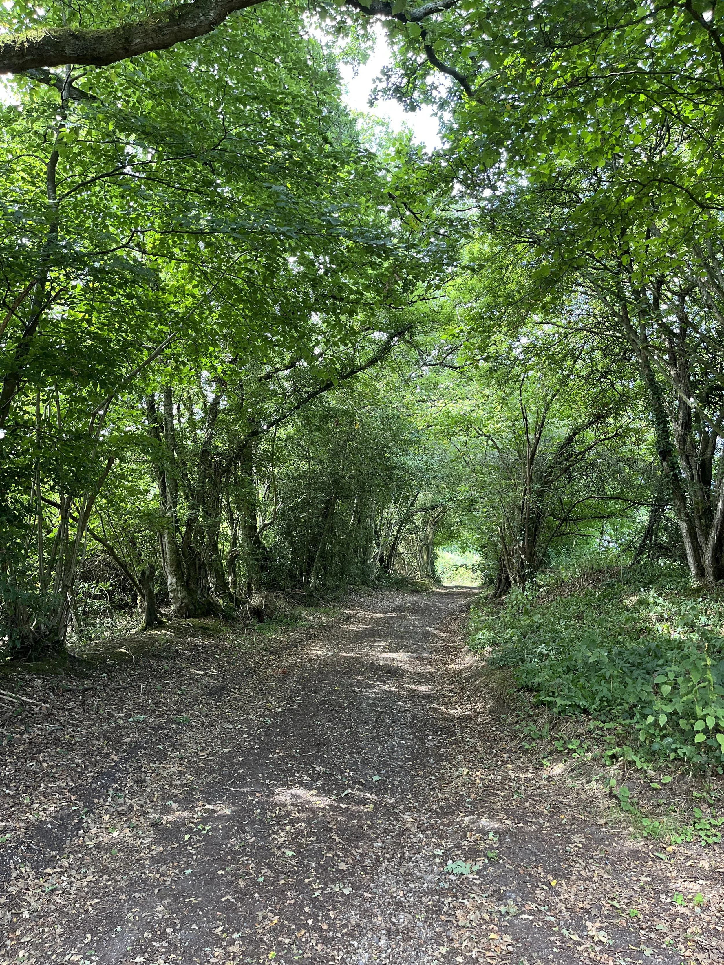 A dirt path through a dense, green forest with leafy trees arching over the trail.