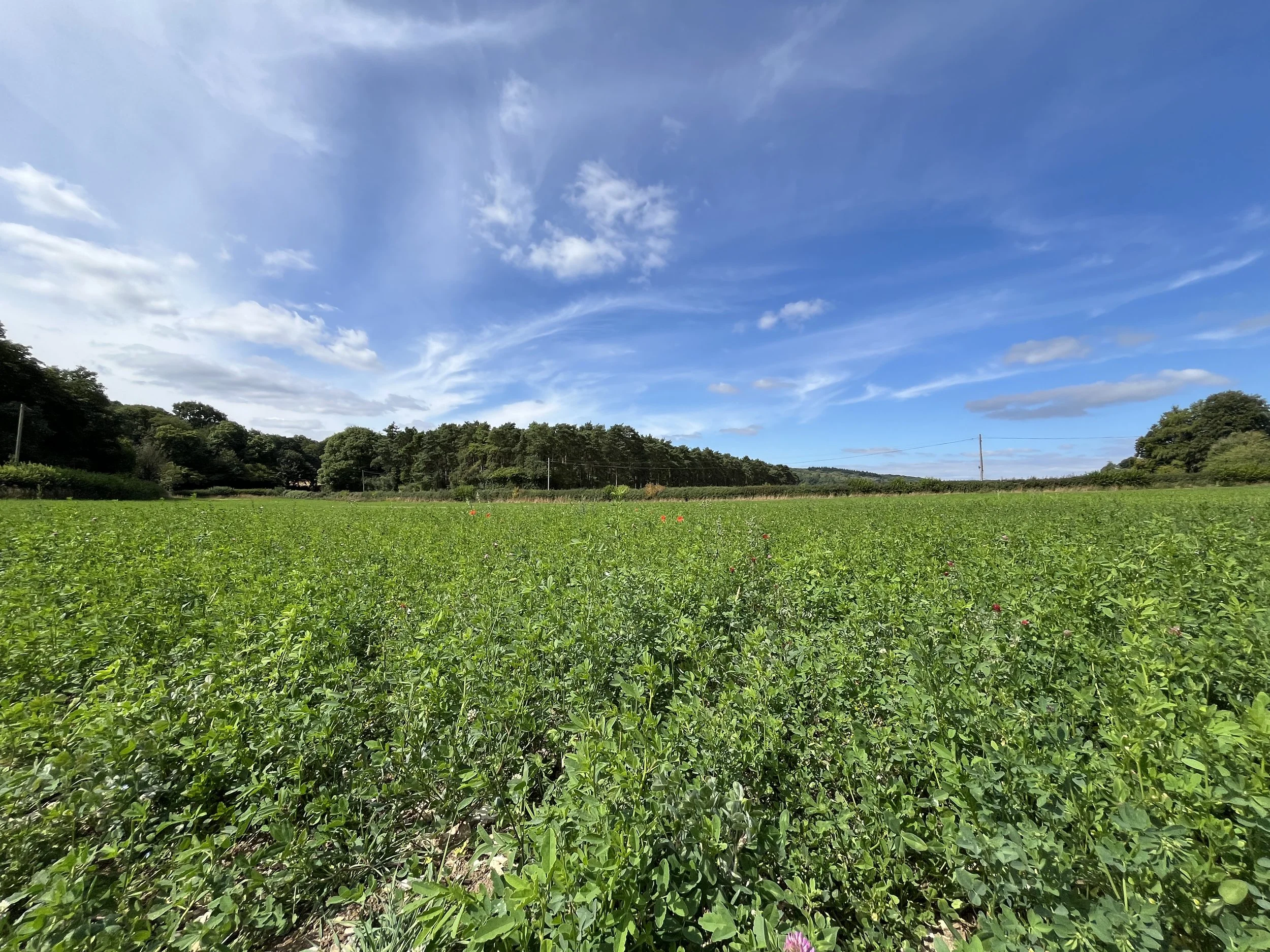 Open green field with scattered red flowers, distant trees, blue sky with white clouds, and a power line.