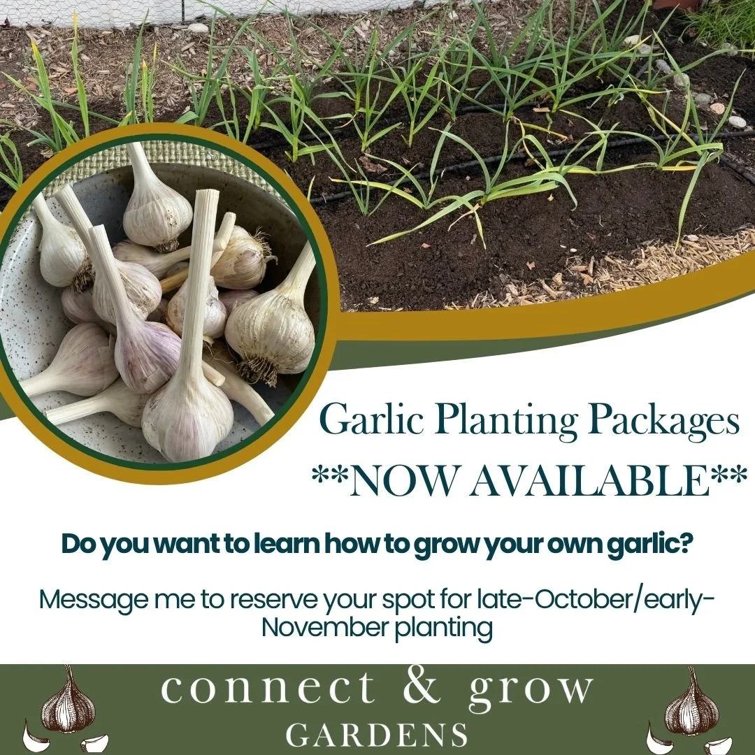 Garlic season is here! 🧄 Plant now &rarr; harvest next summer &rarr; enjoy the best homegrown garlic you&rsquo;ve ever tasted.

This fall I&rsquo;m offering Garlic Planting Packages (limited spots):
✨ DIY &ndash; $25 &rarr; 2 bulbs + planting guide
