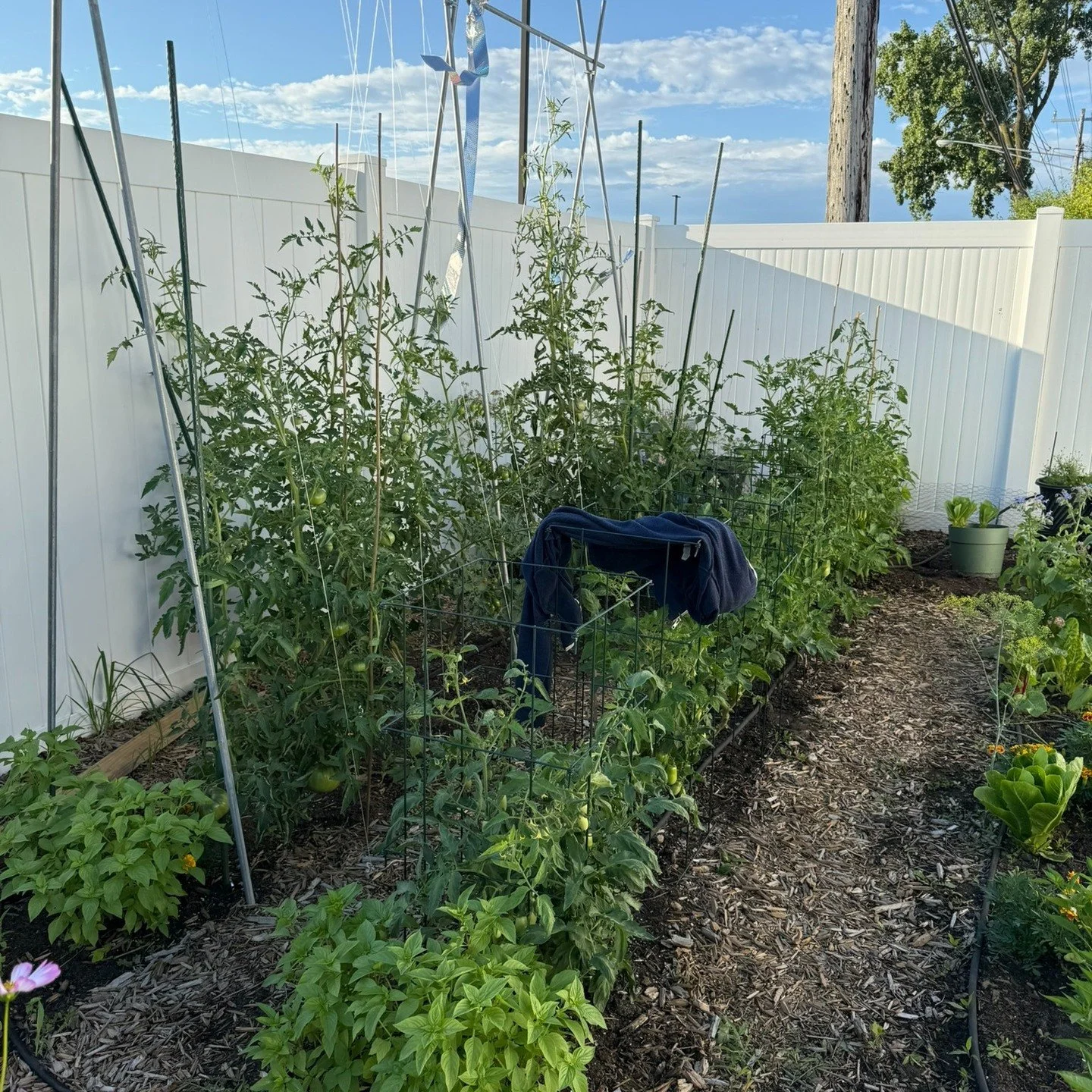 This bed was overflowing with tomato vines just a few weeks ago. Now it&rsquo;s getting a fresh start for fall garlic planting &mdash; one of my favorite seasonal shifts. 🍅🧄

Garlic might be low-maintenance once it&rsquo;s in the ground, but succes