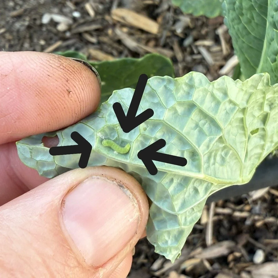 Real talk&hellip; We all face challenges in the garden. And while it&rsquo;s not always fun to revisit them, taking time to reflect on what didn&rsquo;t go as planned is one of the best ways to become a better gardener.

What was your biggest frustra