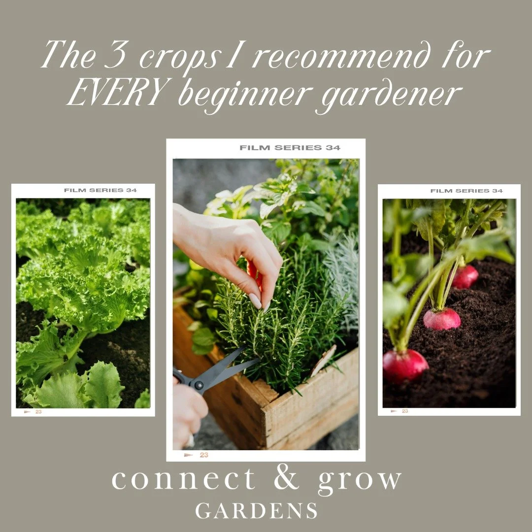 People ask me all the time, &ldquo;What should I grow first?&rdquo;

Here&rsquo;s my answer:
✔Lettuce
✔Herbs
✔Radish

Why? These plants grow quickly, don&rsquo;t require complicated care, and give you noticeable results in just a few weeks. 

That&rs