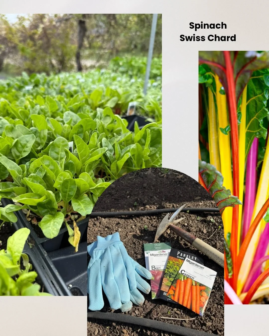 In Metro Detroit, it&rsquo;s almost time to get our cool-season crops in the ground 🥳Veggies like radishes, peas, and carrots are hardy and frost-tolerant, meaning they can be planted before the last frost (which is typically mid-May). Crazy, right?