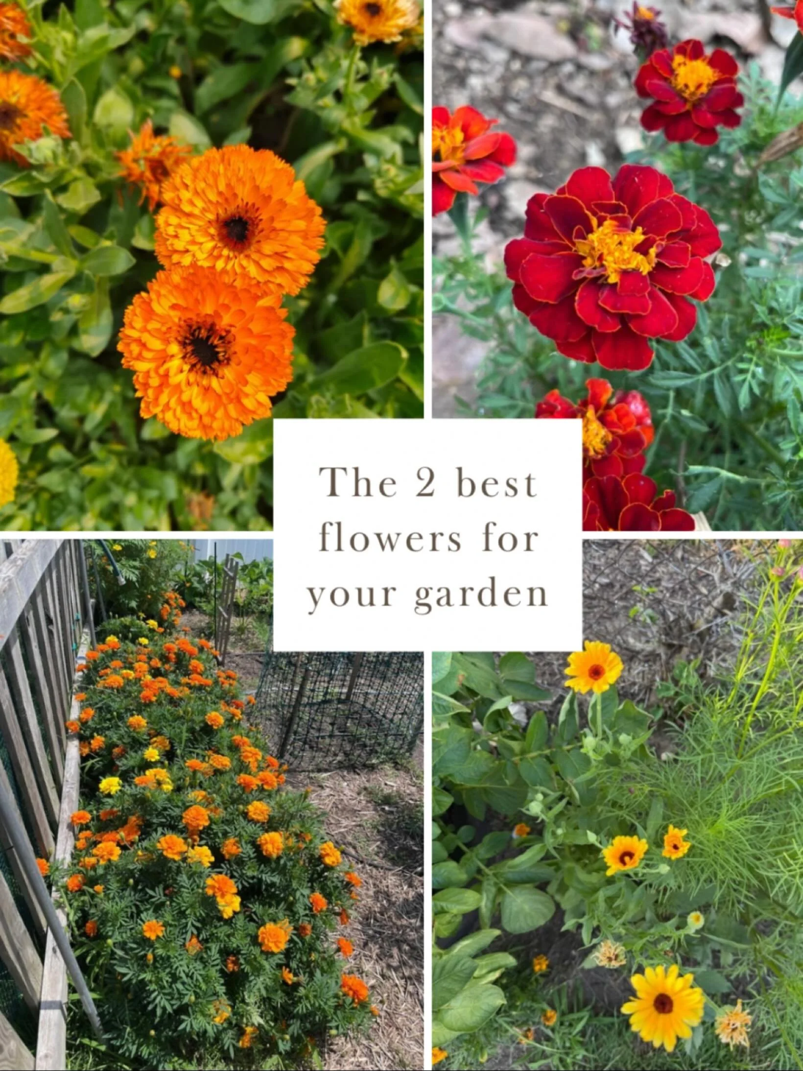 Two of my favorite plants to include in every client garden design are marigolds and calendula. 🌼Both offer multiple benefits: they add beauty, attract pollinators, and help protect against pests. Calendula is also known for its immune-boosting prop