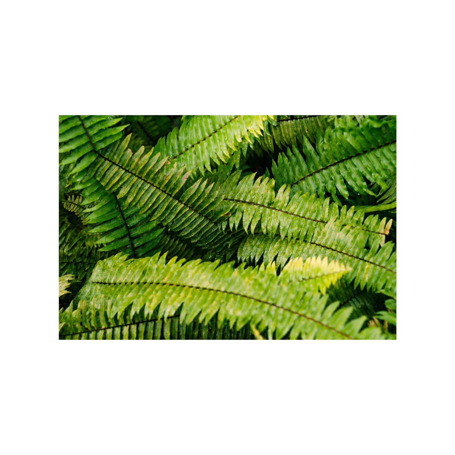FG_Mockup_fineart_rainforestVI.png