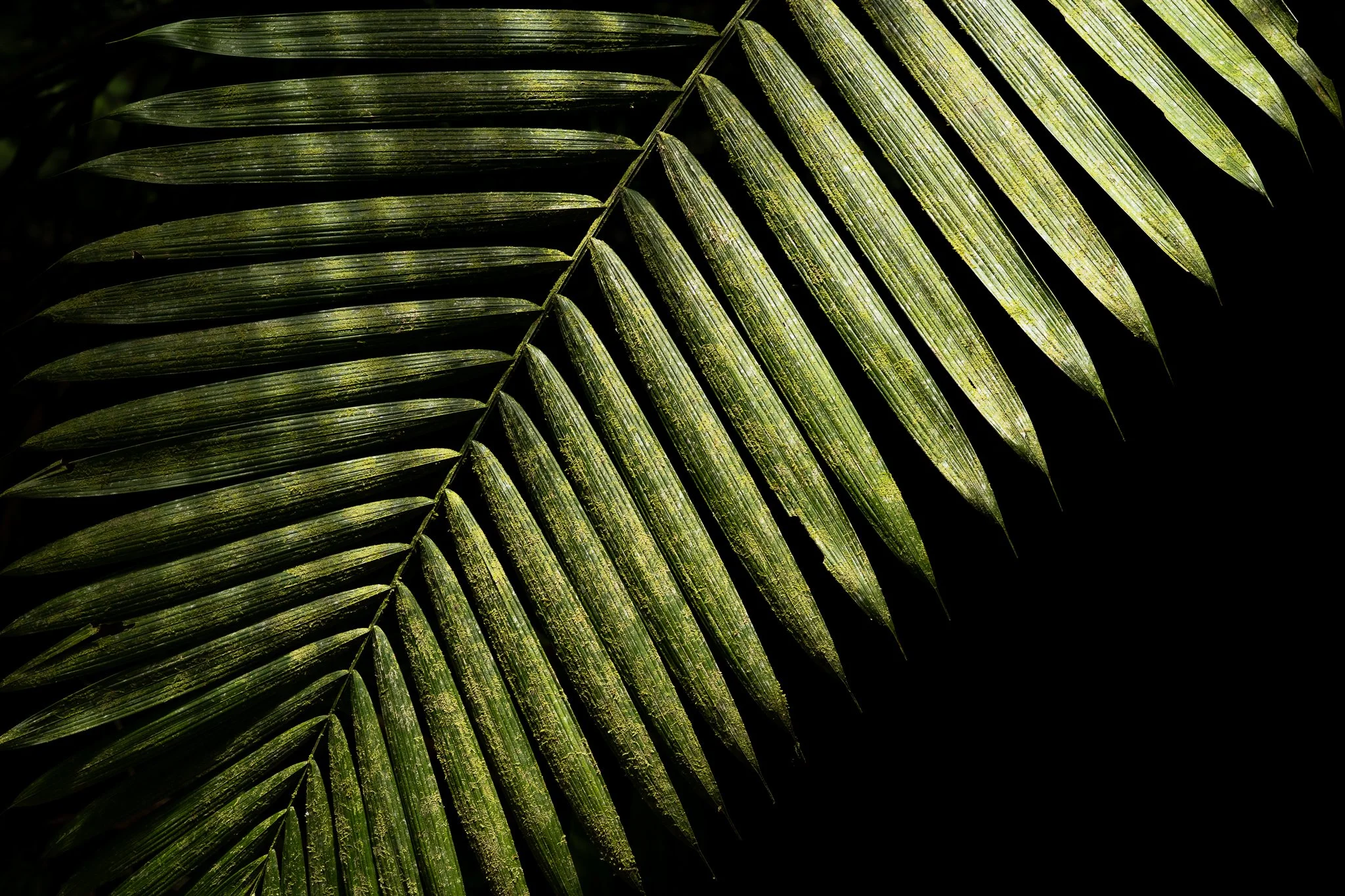 FG_Rainforest_(6000 x 4000).jpg