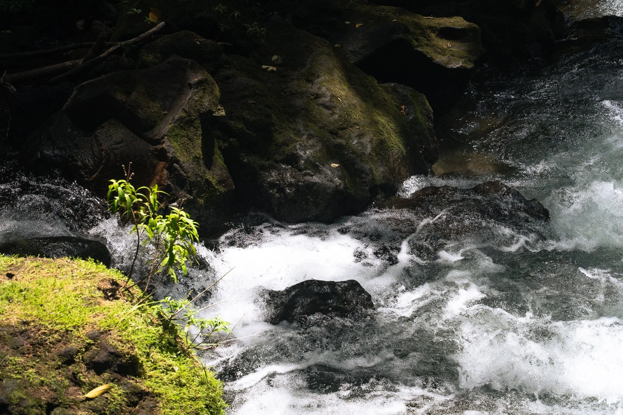 FG_Rainforest09. Mai 2026_(6000 x 4000)-6.jpg