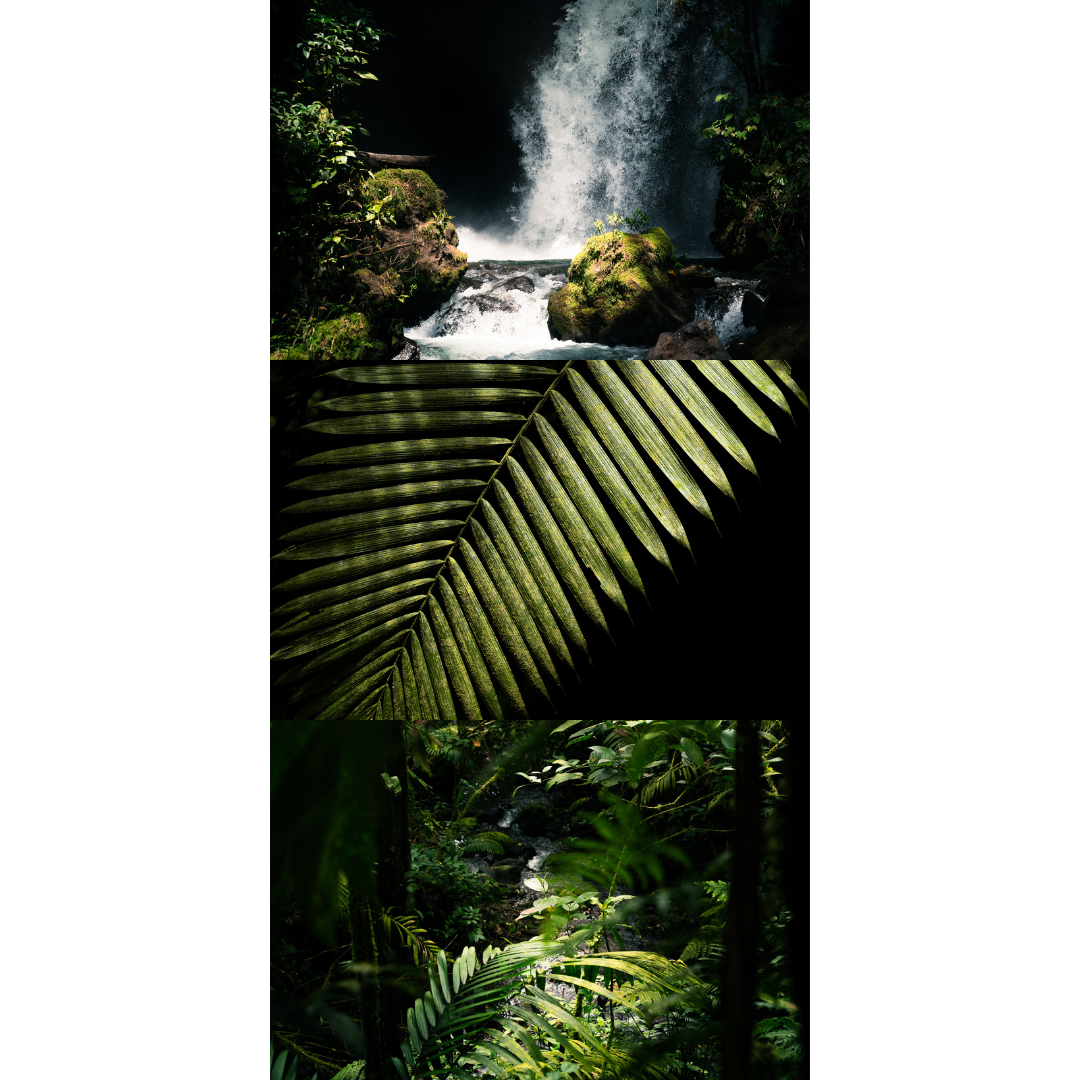 fine art print (aluminium) - whole rainforest I-III collection