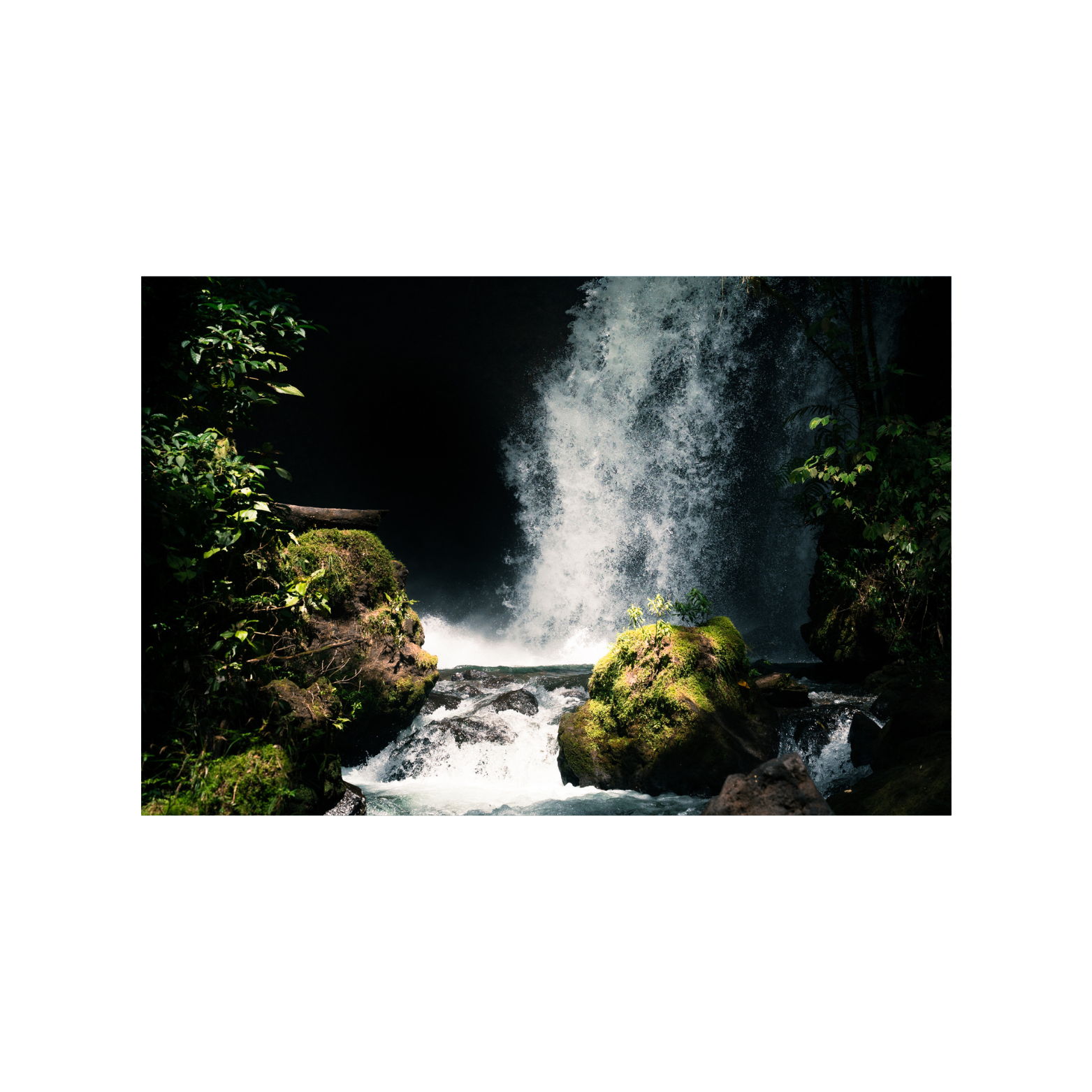 fine art print (aluminium) - rainforest I
