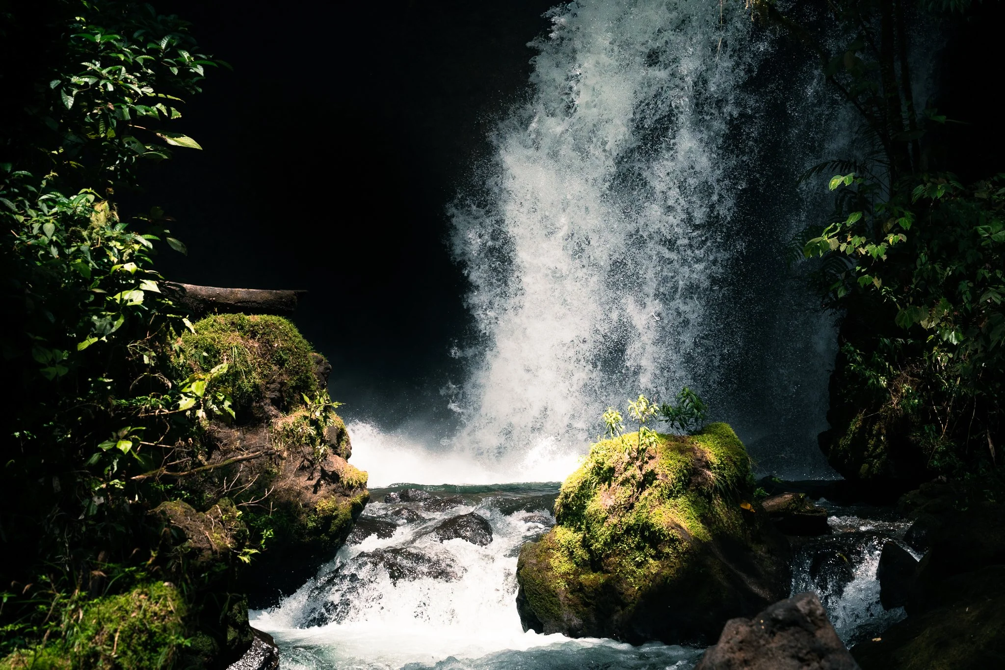 FG_Rainforest_(6000 x 4000)-2.jpg