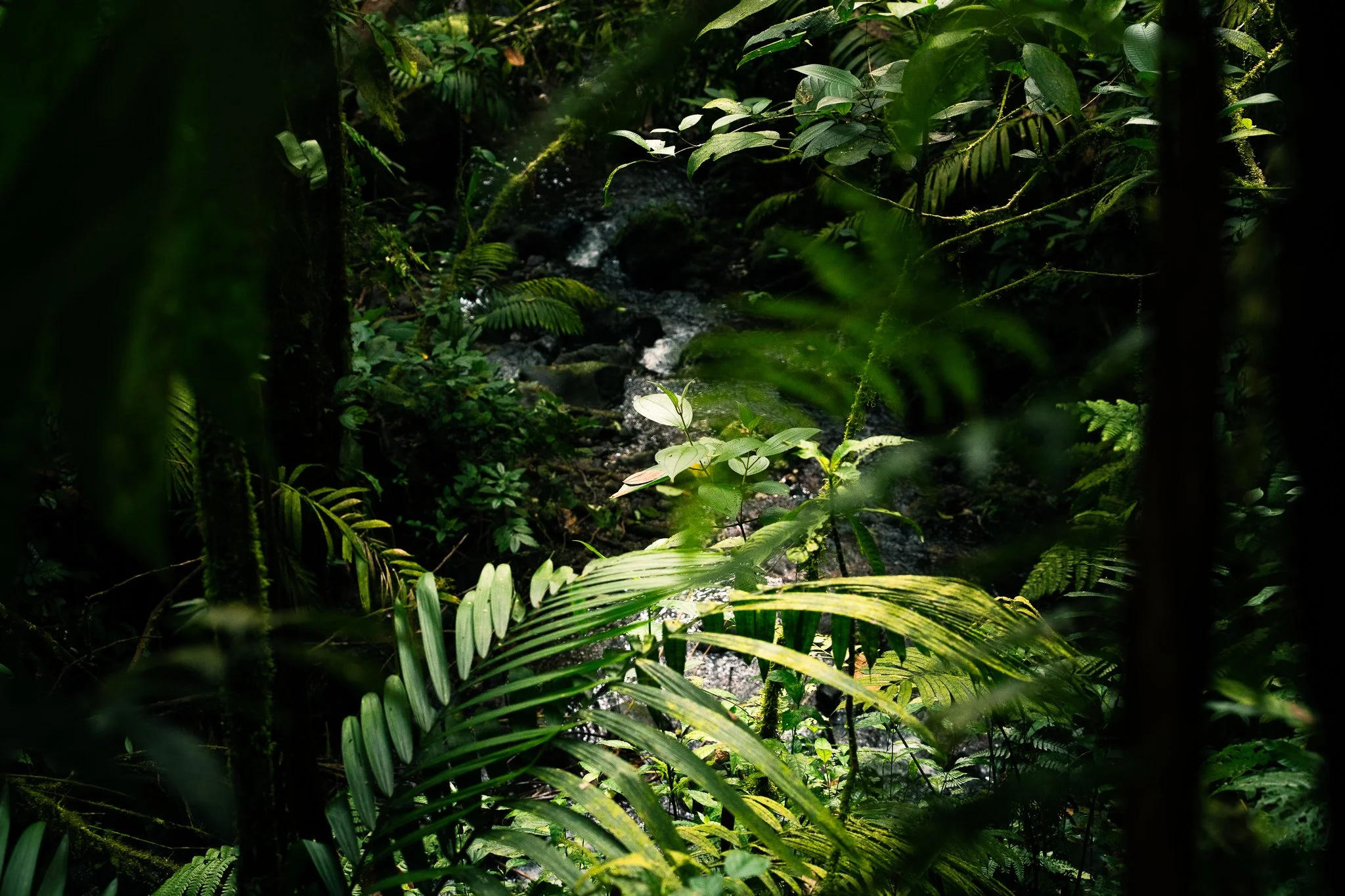 FG_Rainforest_(6000 x 4000)-3.jpg