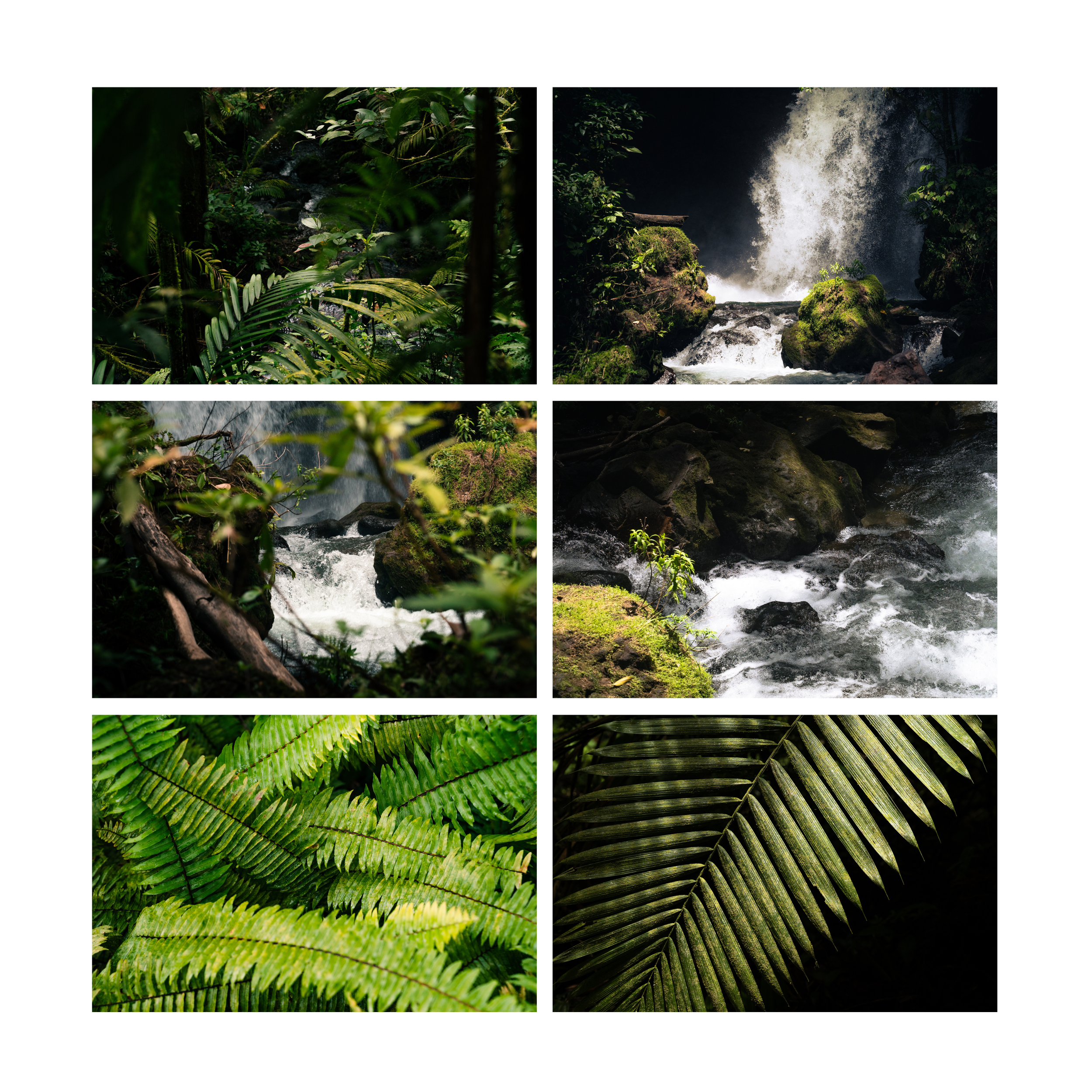 FG_Mockup_Rainforest_I-VI.png