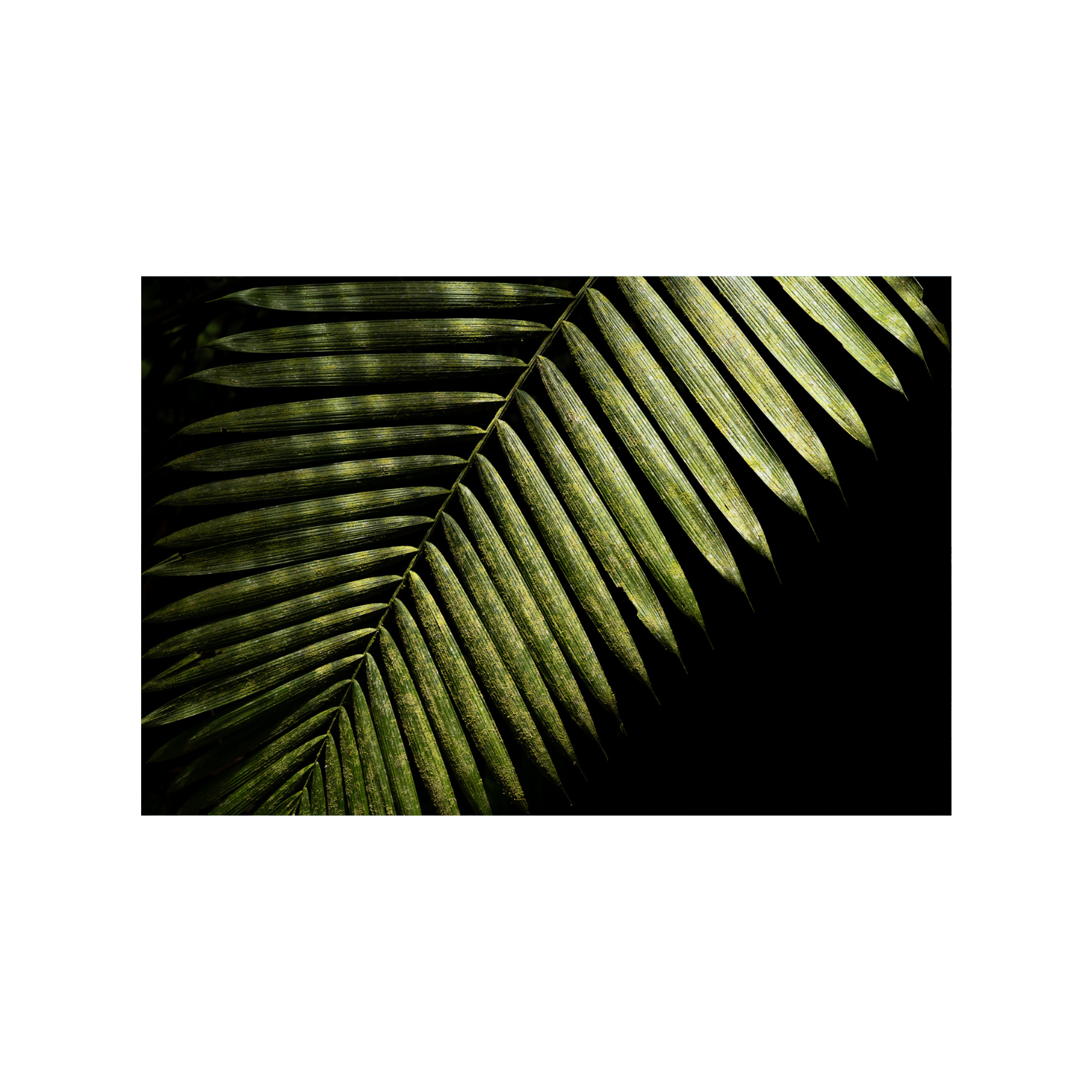fine art print (aluminium) - rainforest II