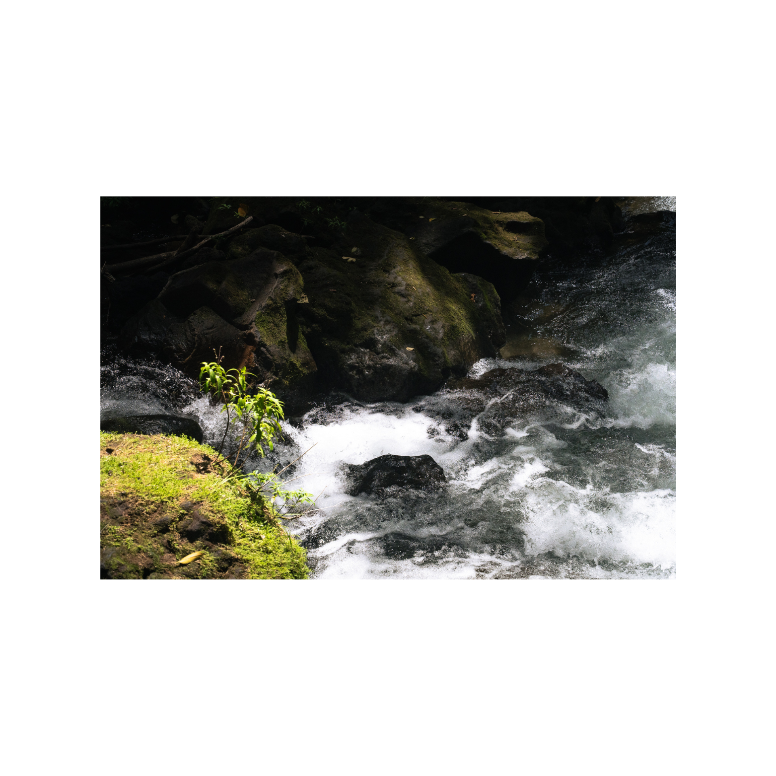 FG_Mockup_fineart_rainforestIV.png