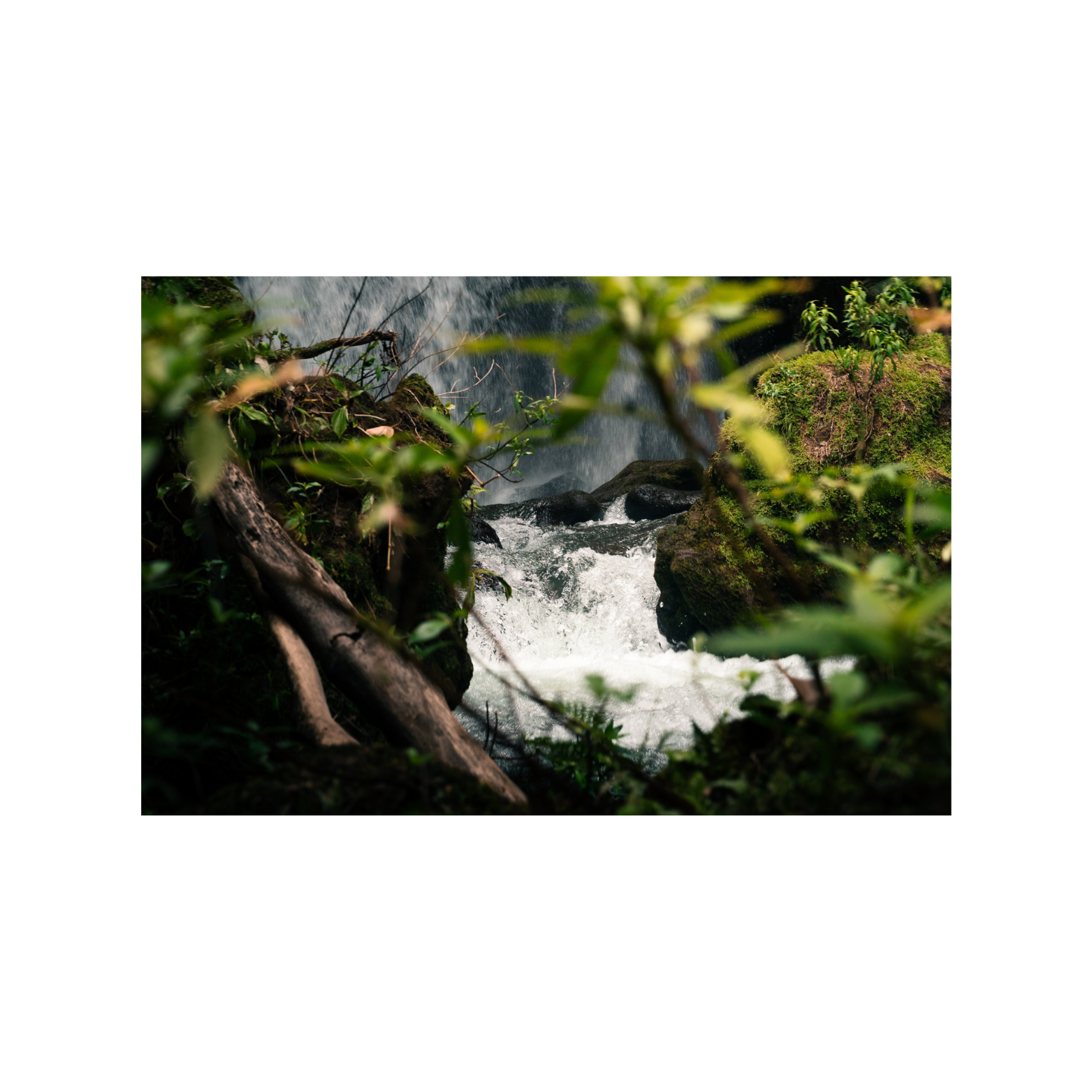 FG_Mockup_fineart_rainforestIII.png