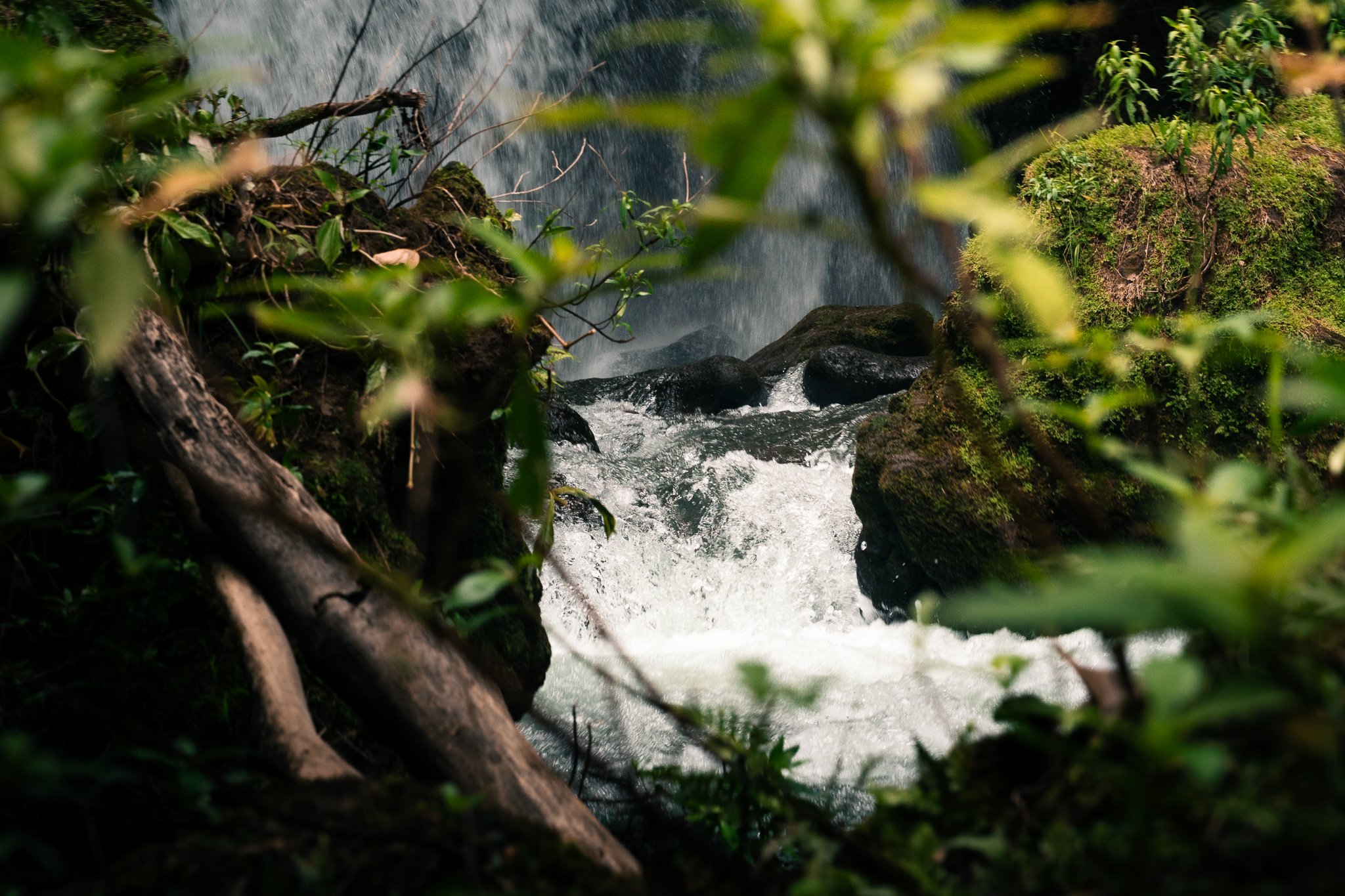 FG_Rainforest09. Mai 2026_(6000 x 4000)-8.jpg