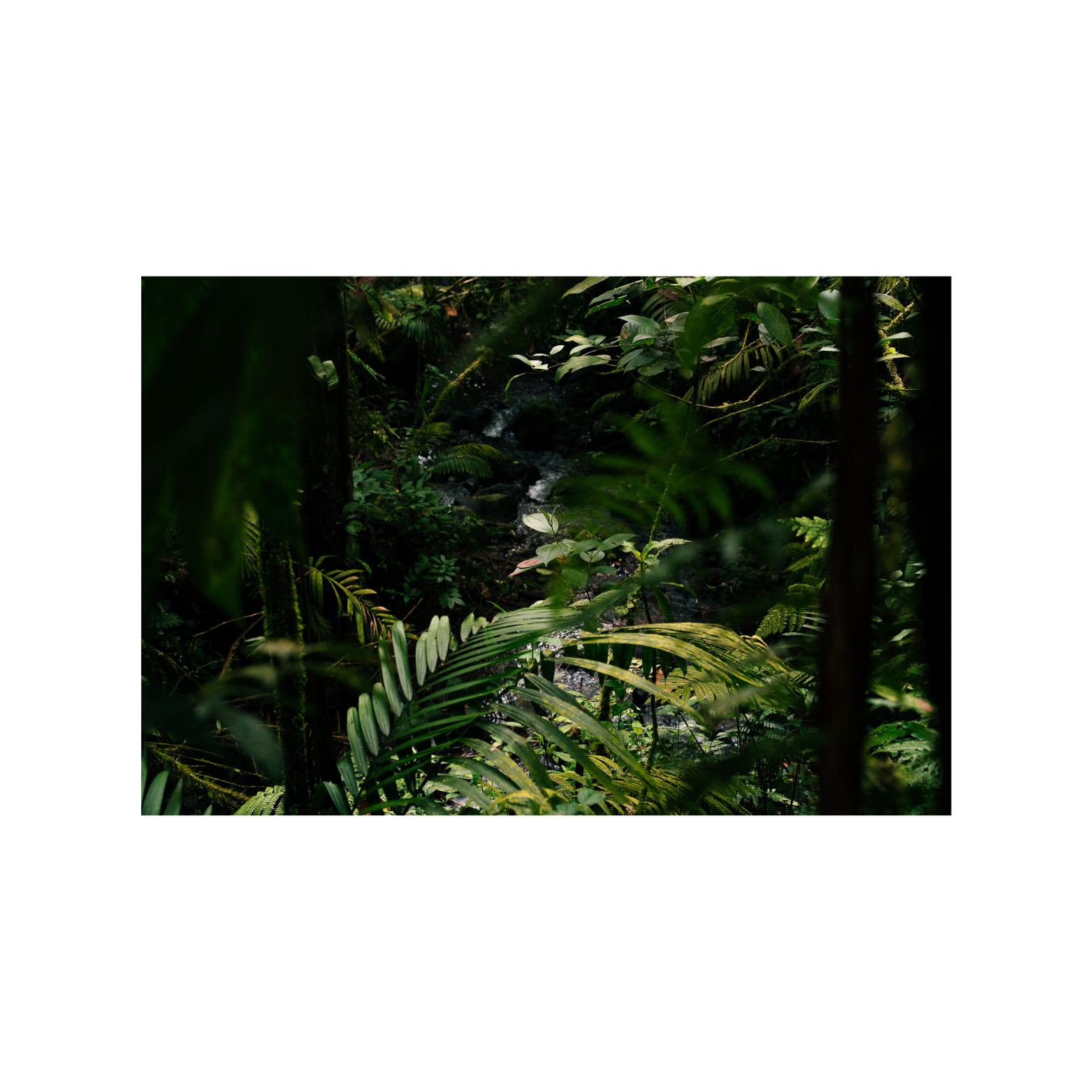 FG_Mockup_fineart_rainforestI.png