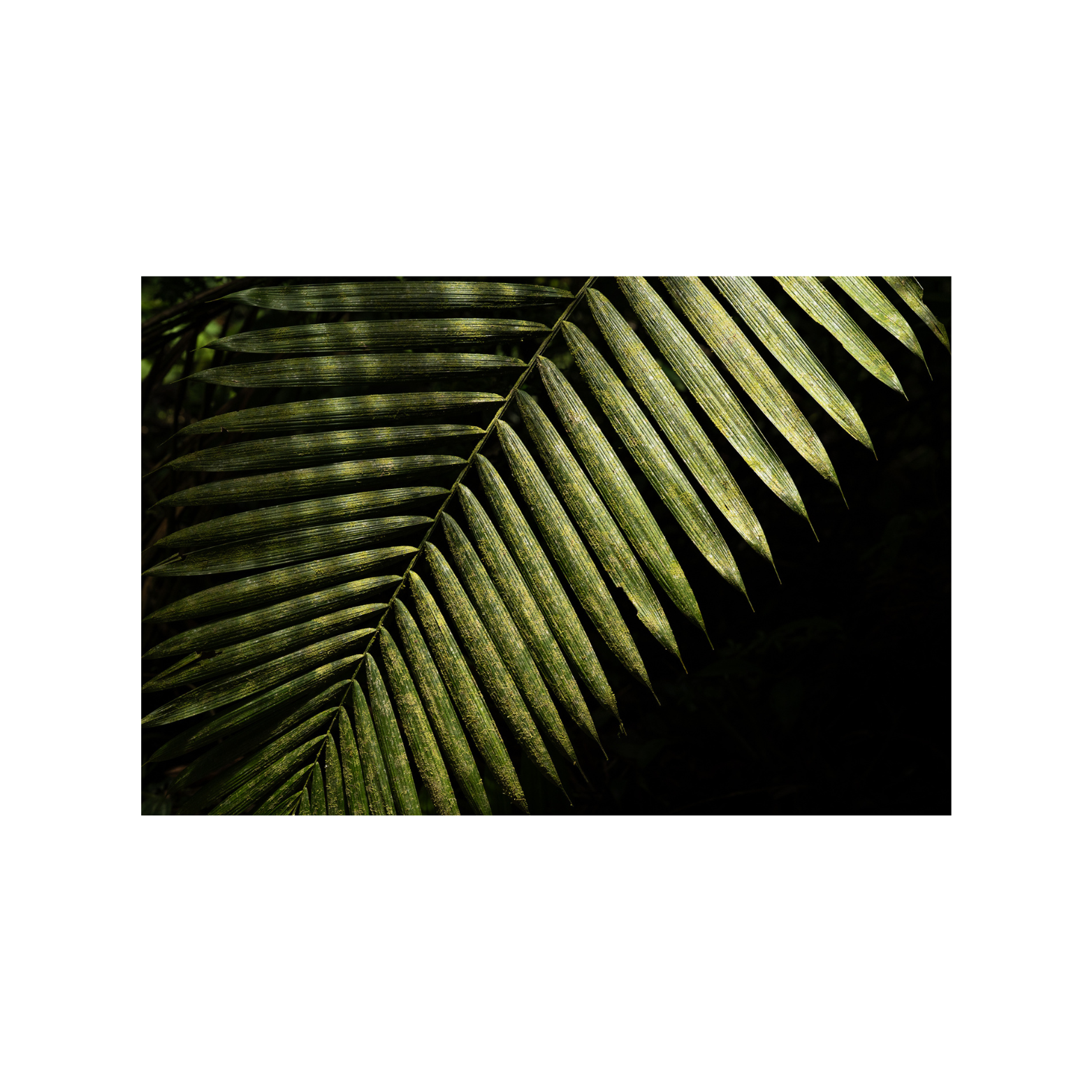 FG_Mockup_fineart_rainforestV.png