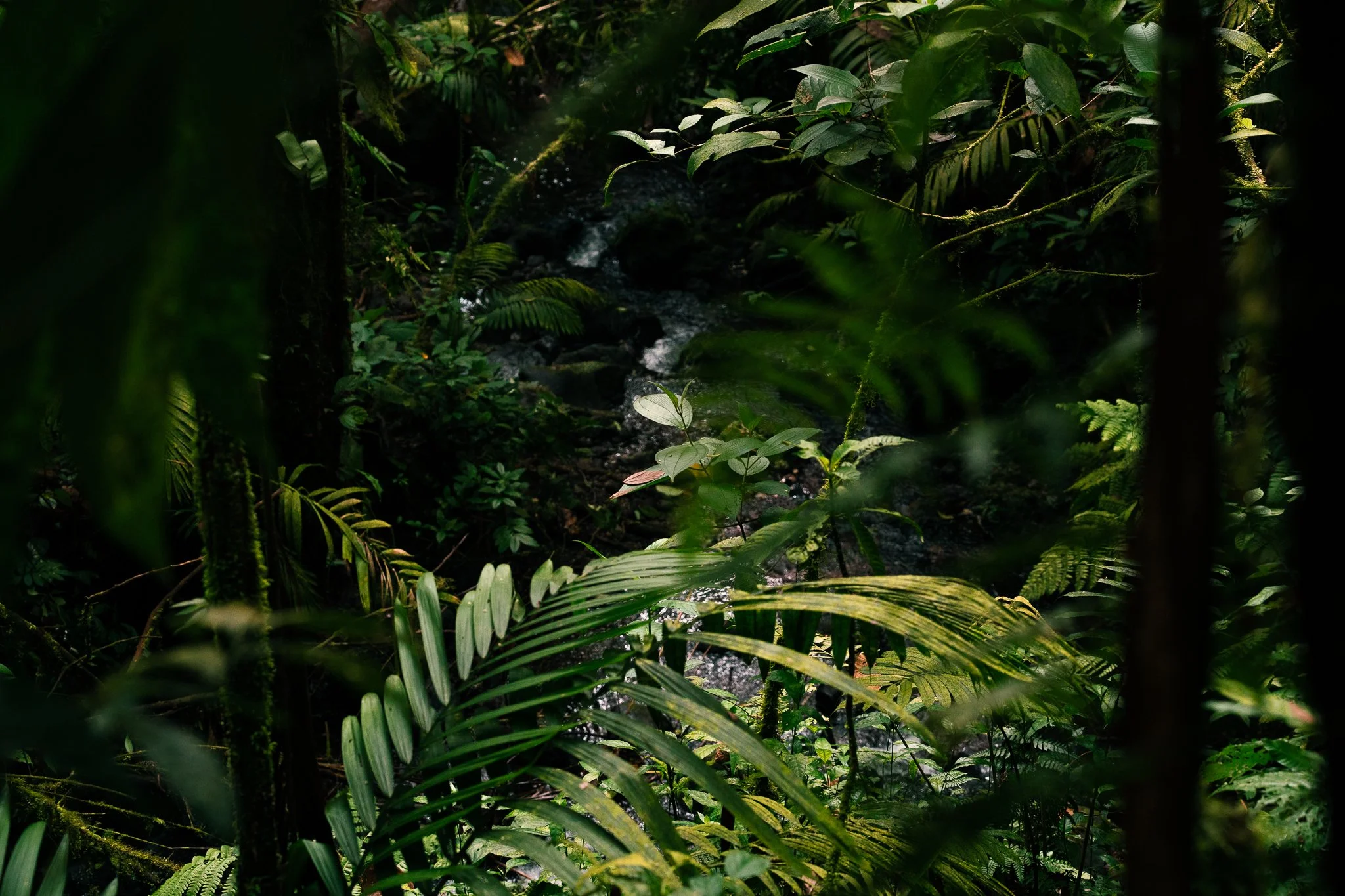 FG_Rainforest09. Mai 2026_(6000 x 4000)-11.jpg
