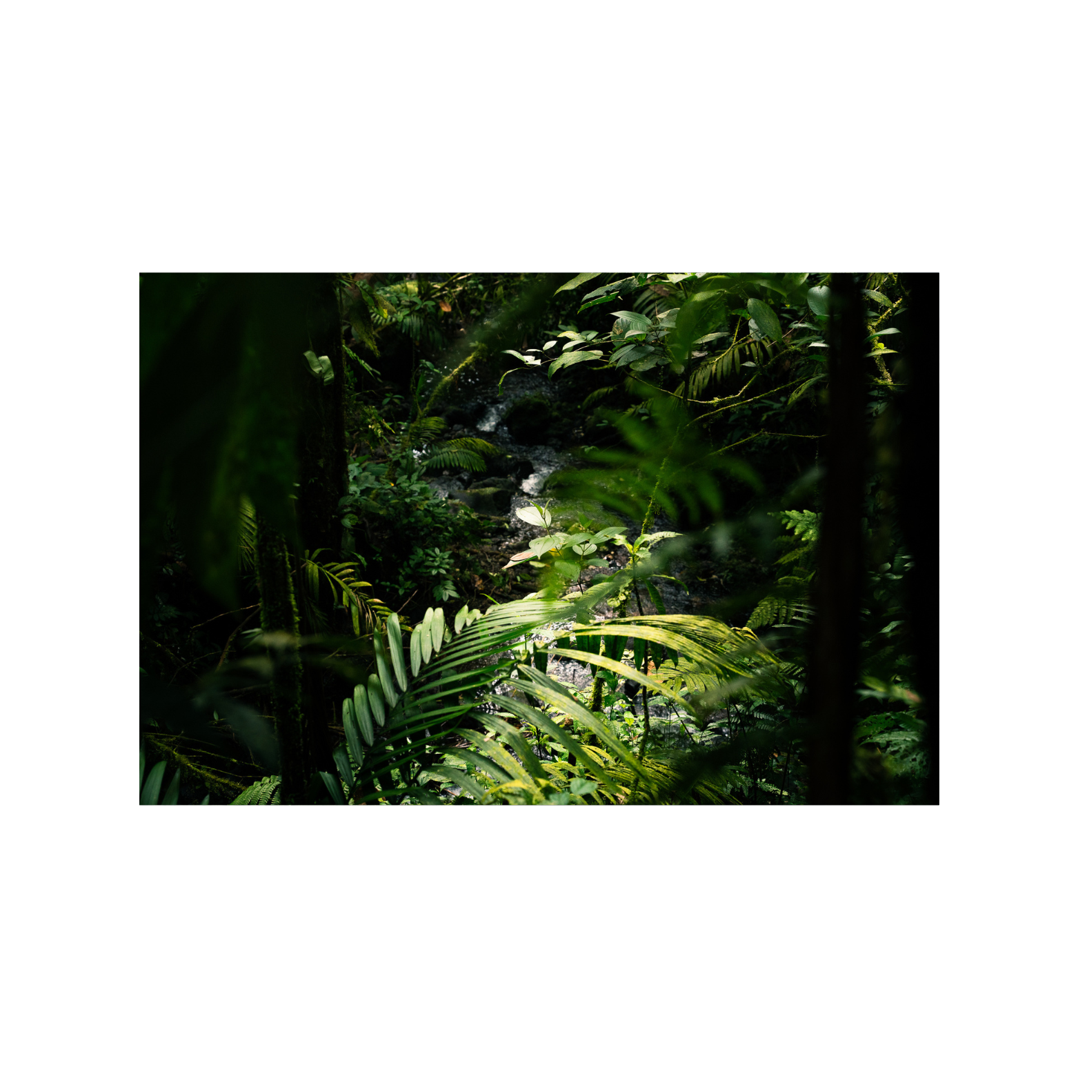 fine art print (aluminium) - rainforest III