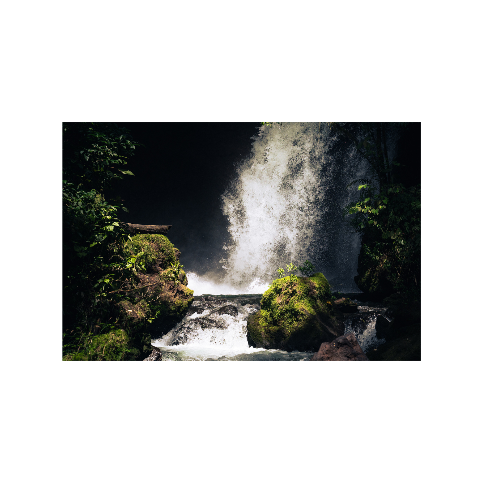 fine art print (aluminium) - rainforest II