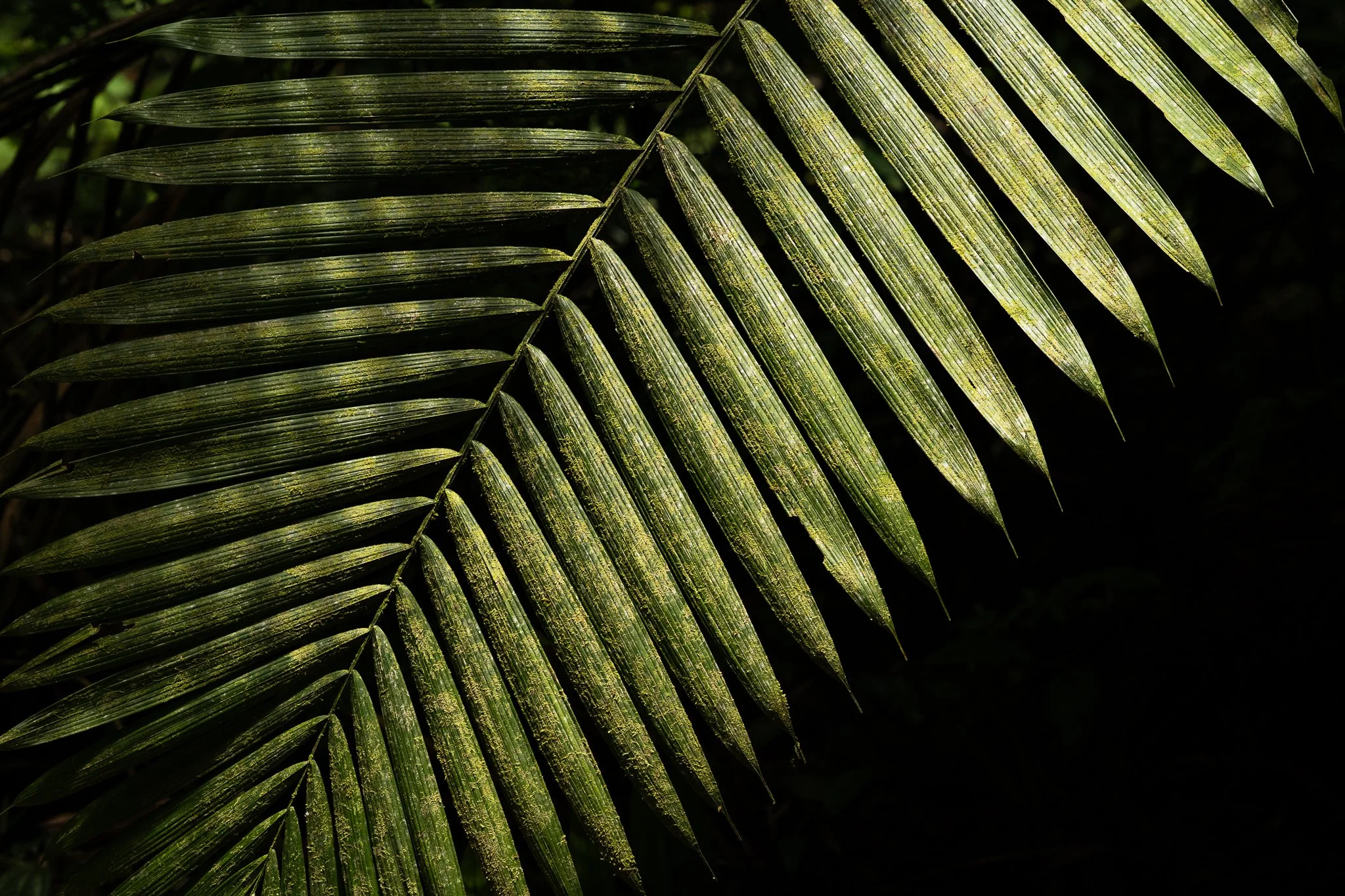 FG_Rainforest09. Mai 2026_(6000 x 4000)-4.jpg