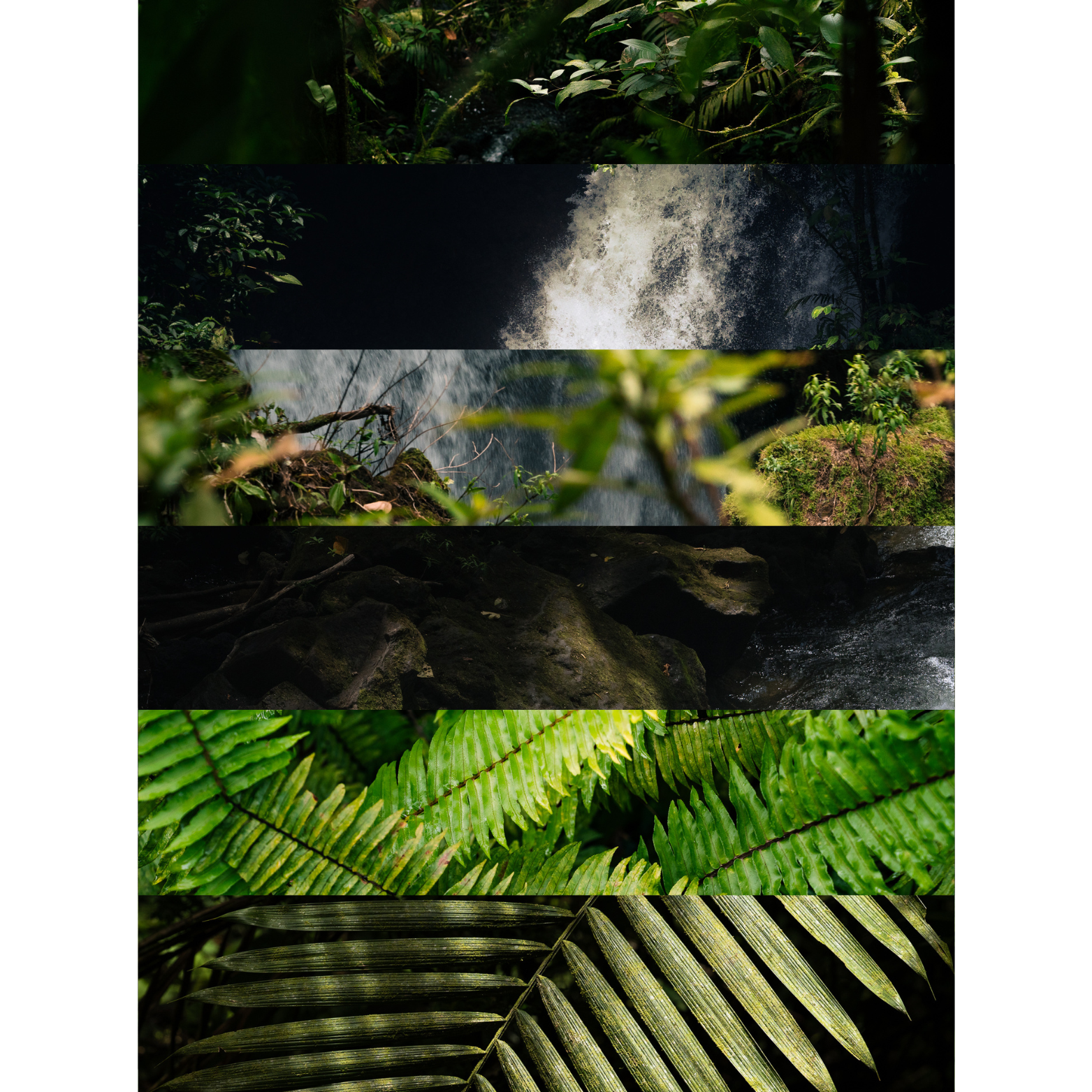 FG_Mockup_fineart_rainforest1-6.png