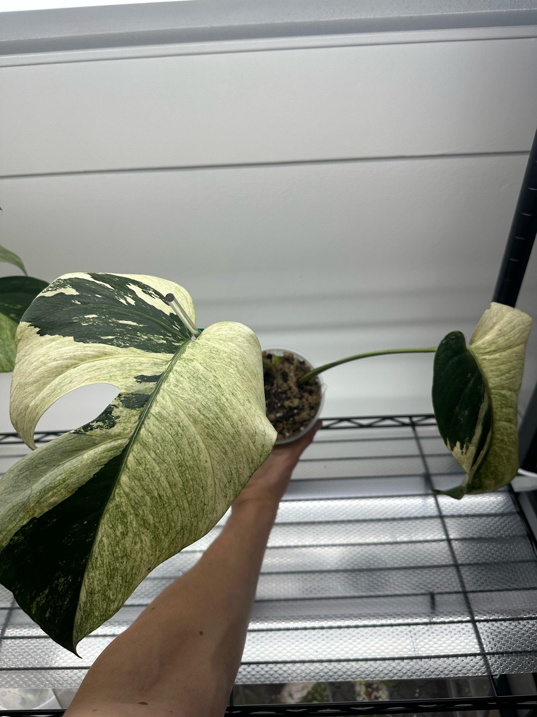 6985628A-E54C-4FEB-9034-41B12519C779.jpeg