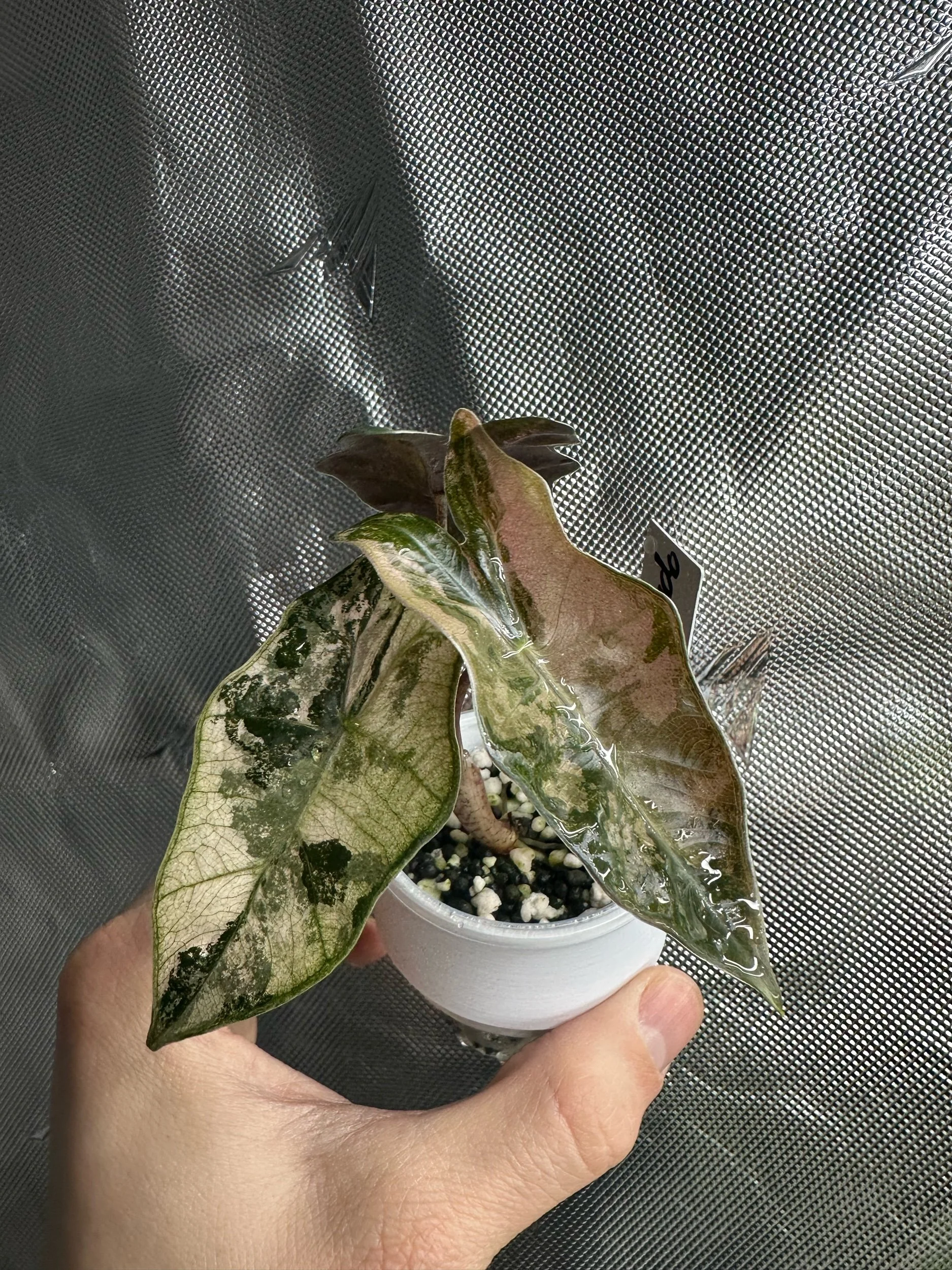 A hand holding a variegated plant with large, irregular green and white leaves. Alocasia Nobilis Pink Variegated
