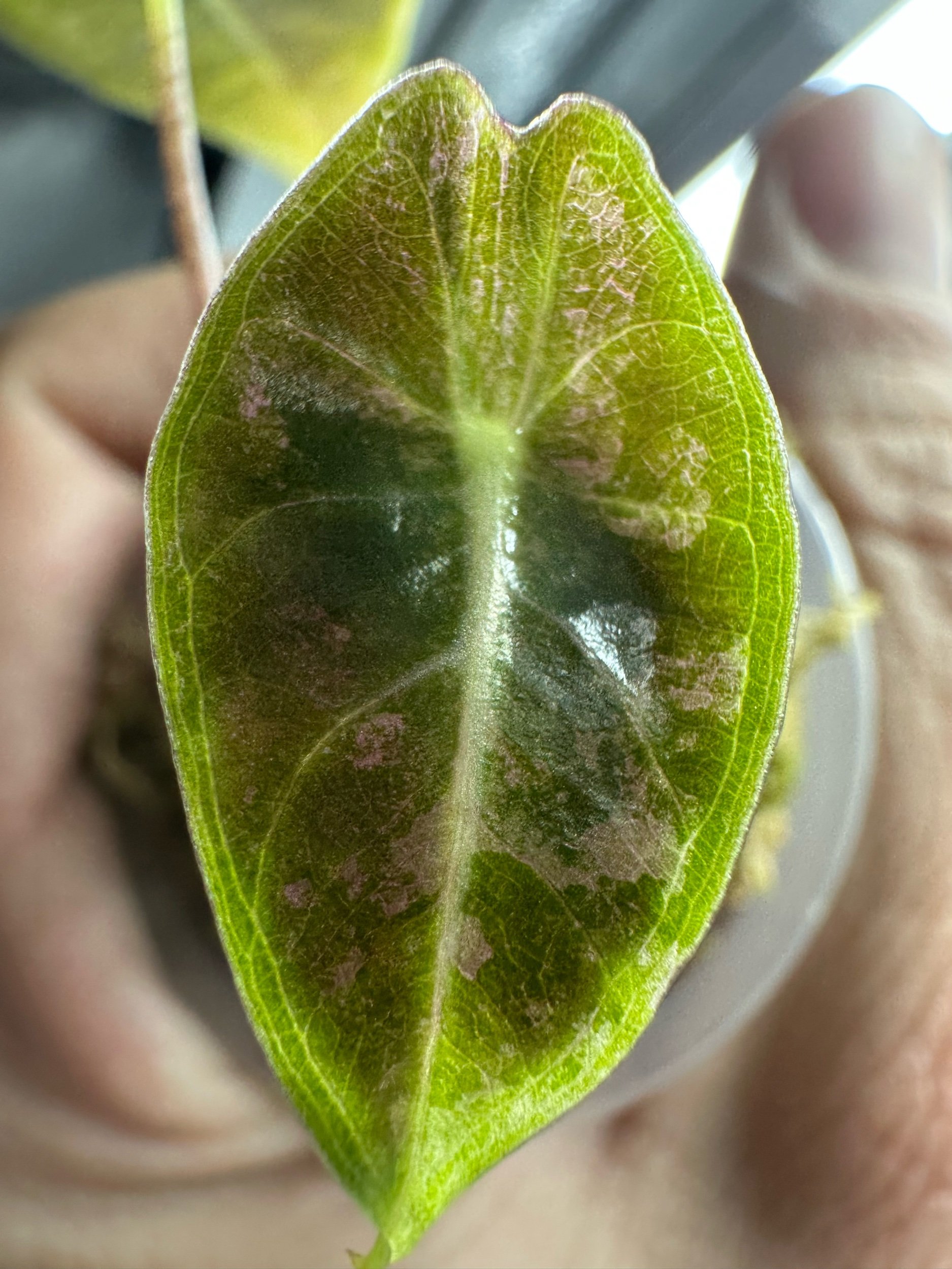 Alocasia Black Satun Pink Variegated