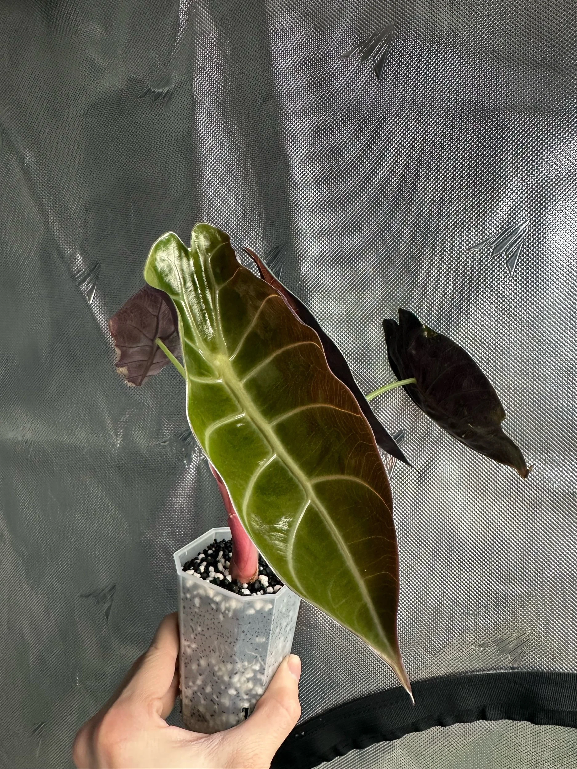 A person holding a potted Alocasia Sedenii Aurea Variegated with large, glossy green and dark purple leaves, in front of a metallic, textured background.