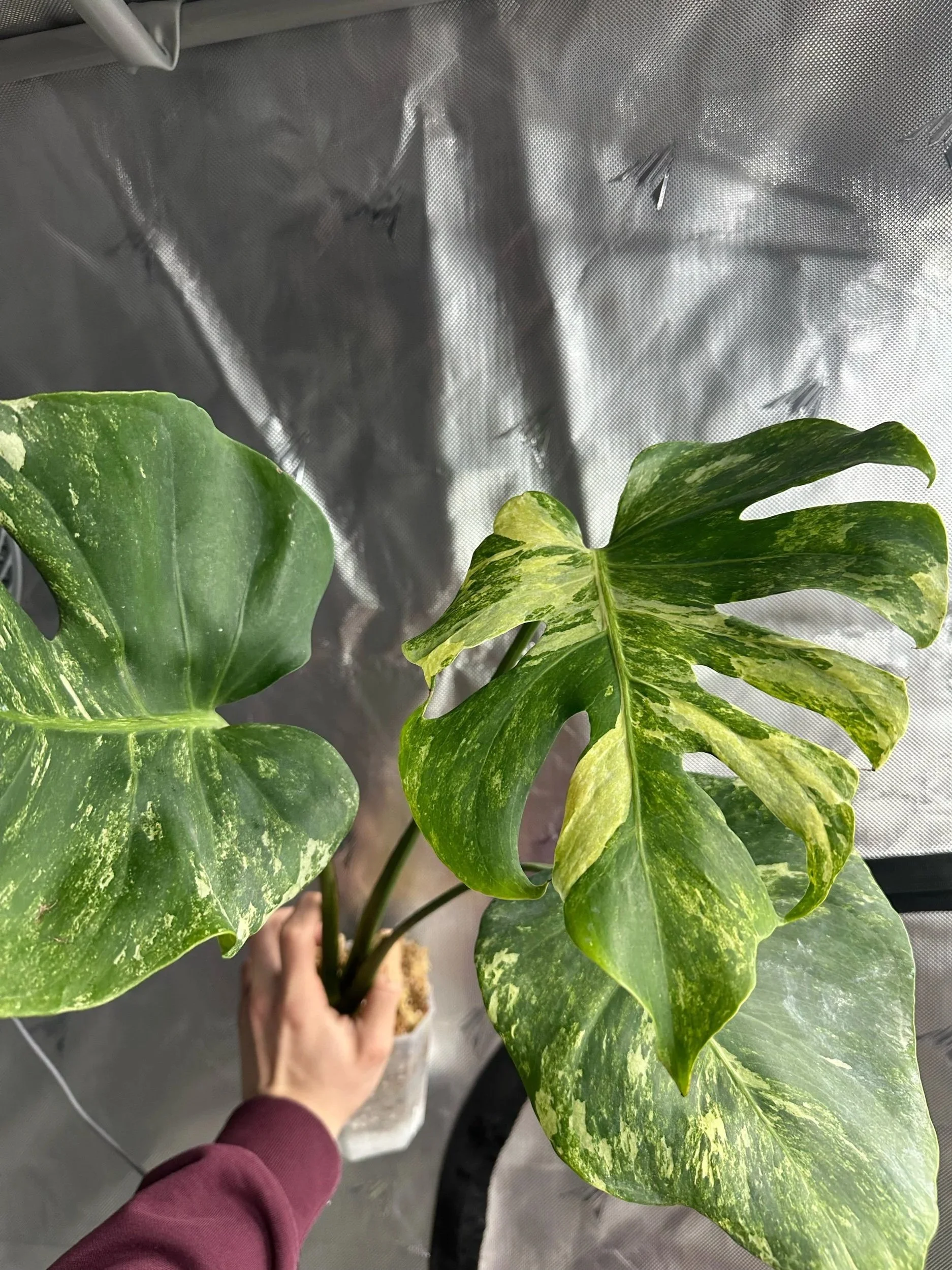 Top view of a potted variegated Monstera Deliciosa Ocean Mint plant with large, split green leaves, against a silver reflective background.