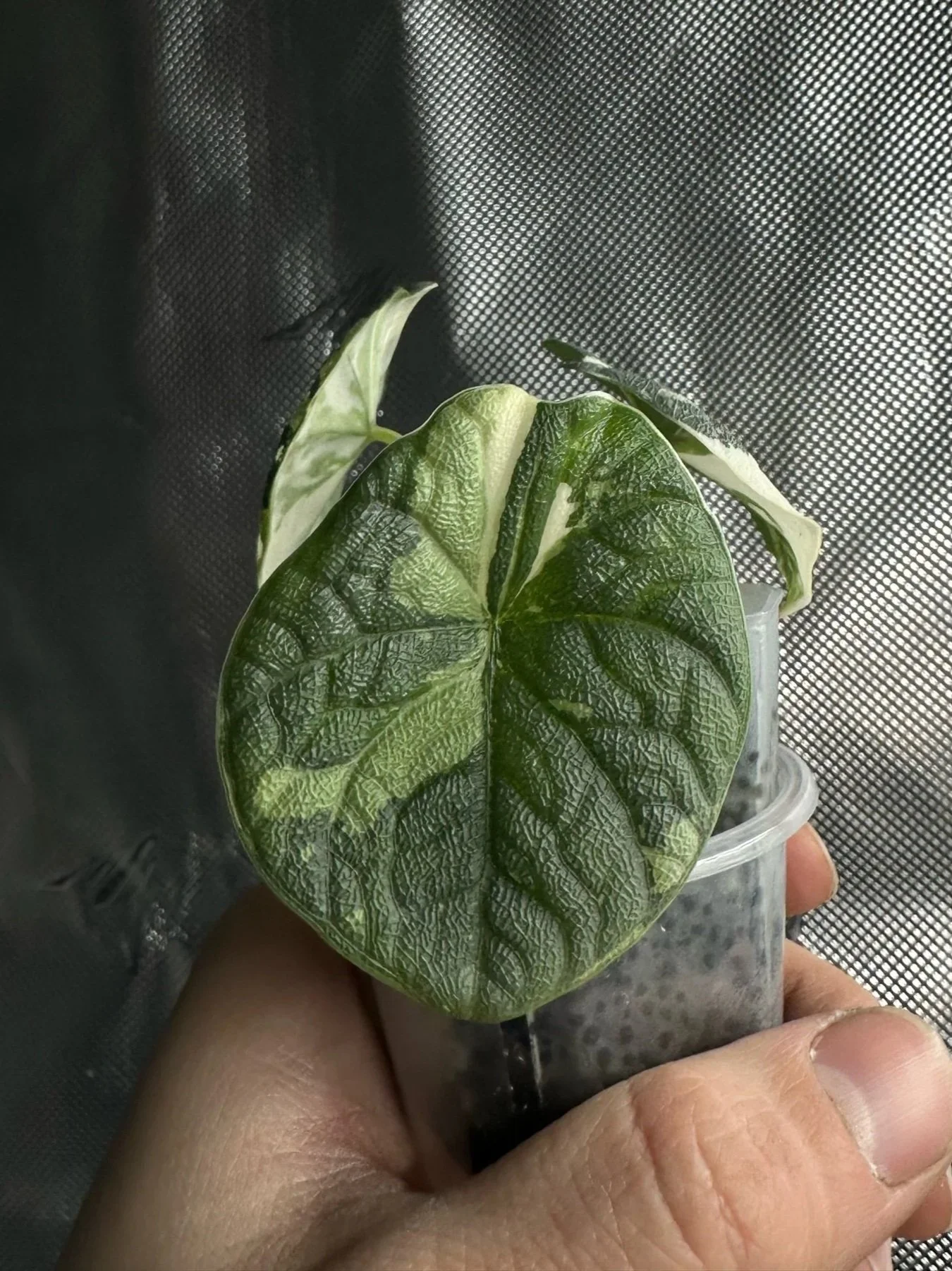 A hand holding a plastic cup with a Alocasia Melo Albo Variegated that has large green and white leaves in front of a black mesh background.