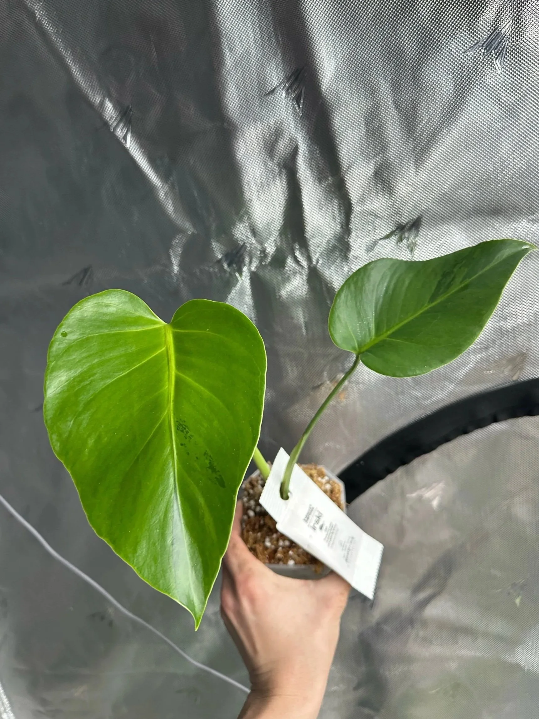 A hand holding a small potted caladium plant with variegated green, white, and cream-colored leaves, set against a plain white wall. Alocasia Balloon Heart Variegated