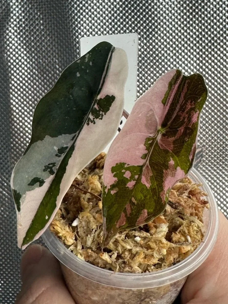 A hand holding a variegated plant with large, irregular green and white leaves. Alocasia Nobilis Pink Variegated