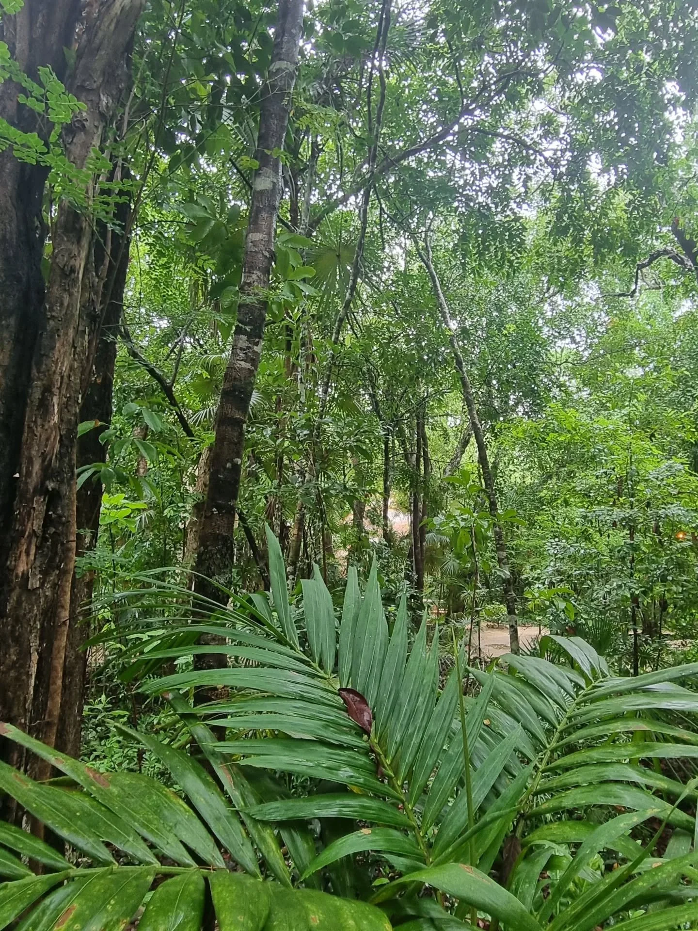 Jungle transmission 🌿
