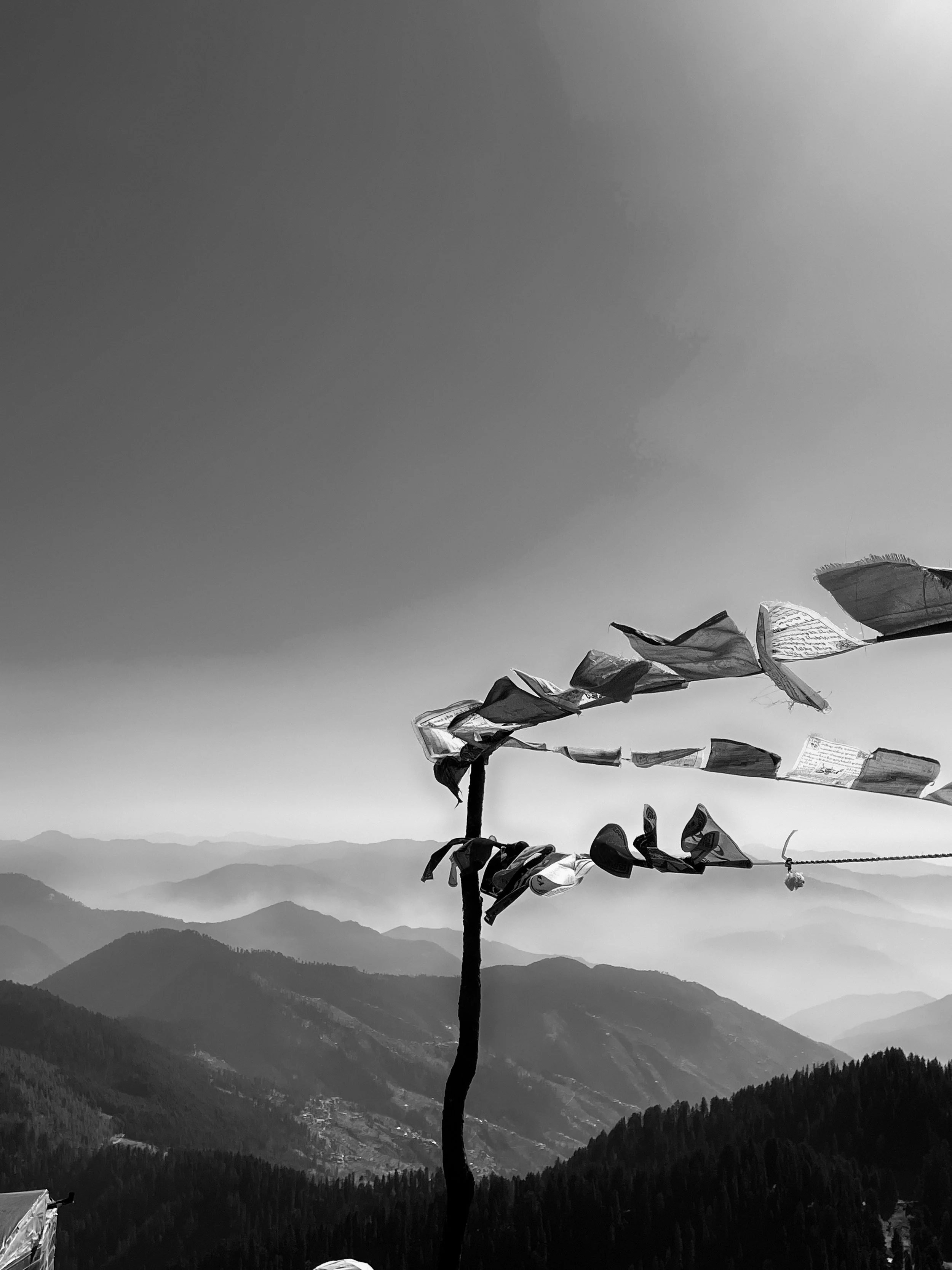 Cultivating Insight