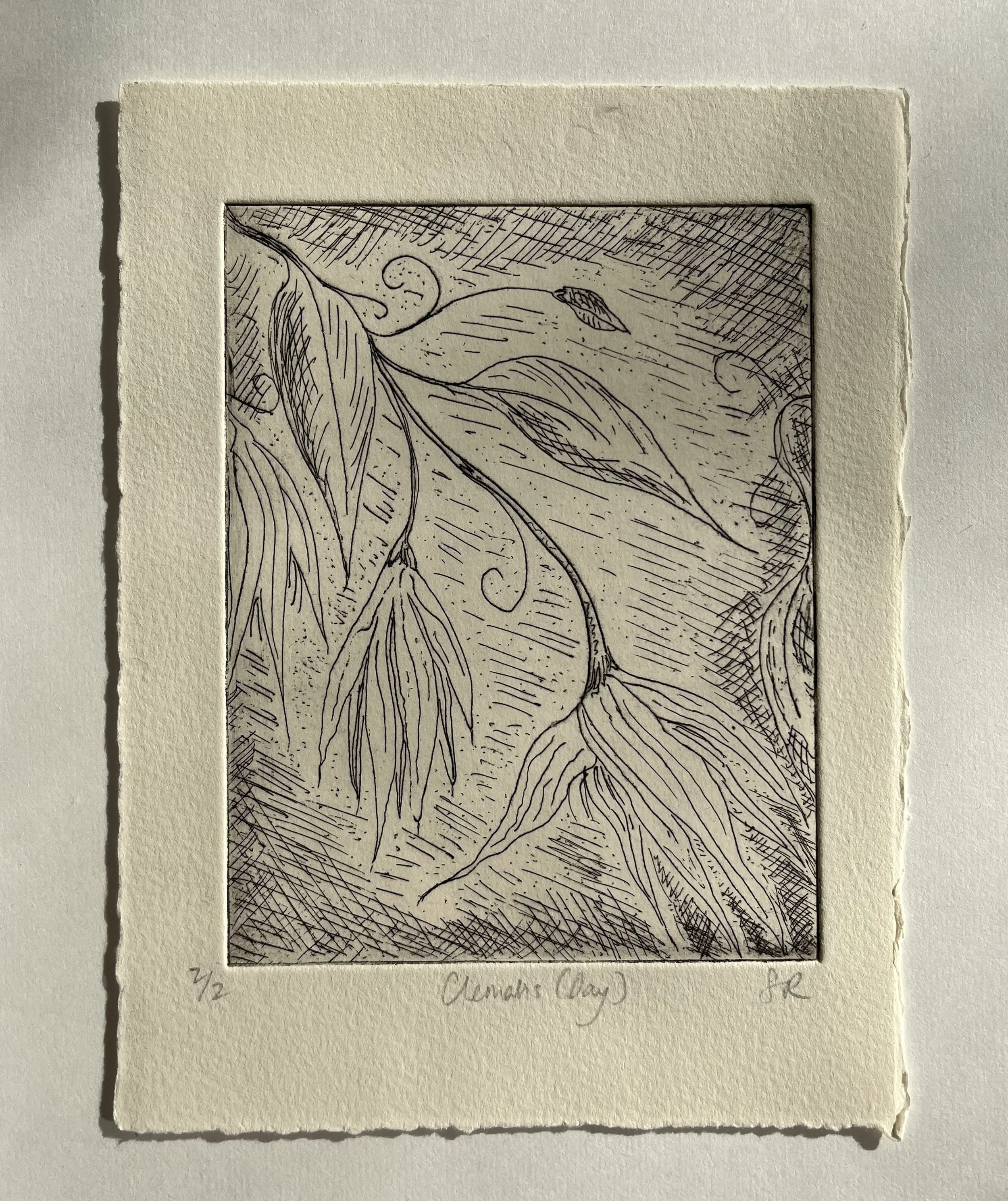 Clematis (Daytime)