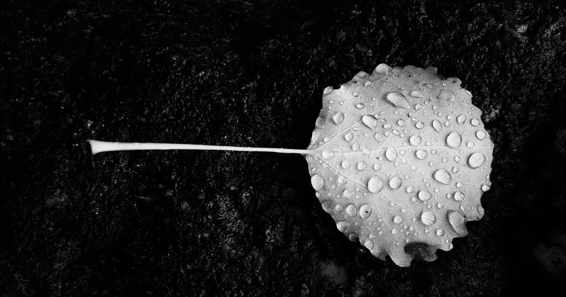 Aspen leaf with raindrops