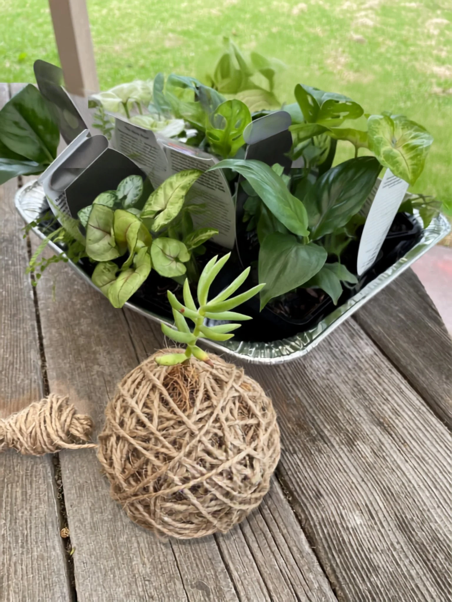 kokedama1.jpg