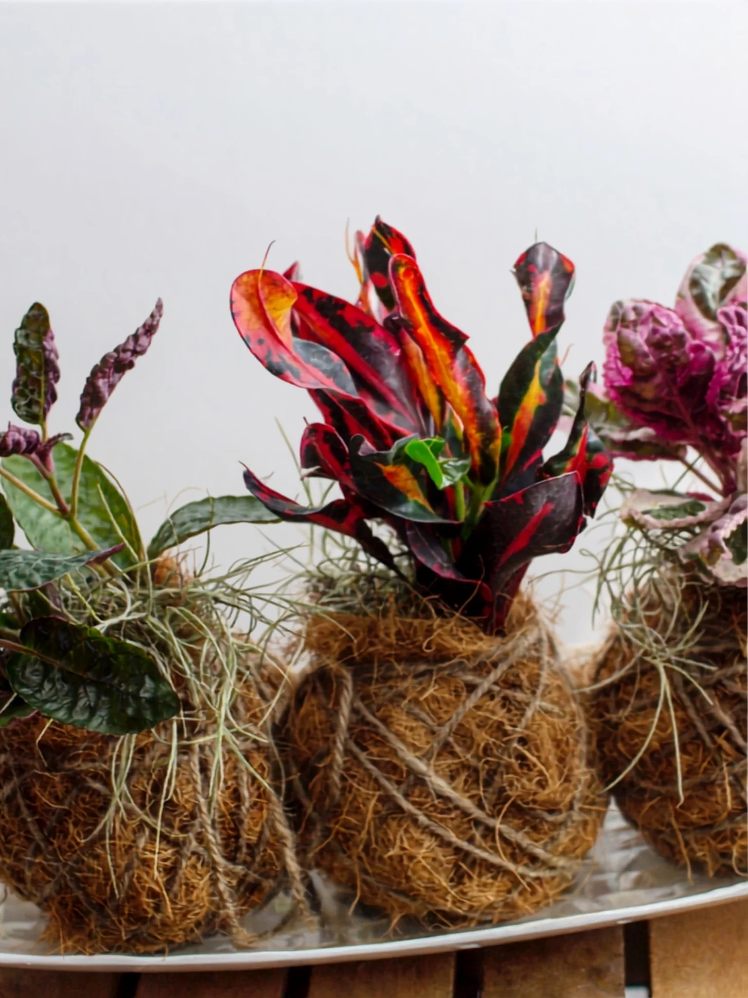 kokedama2.jpg