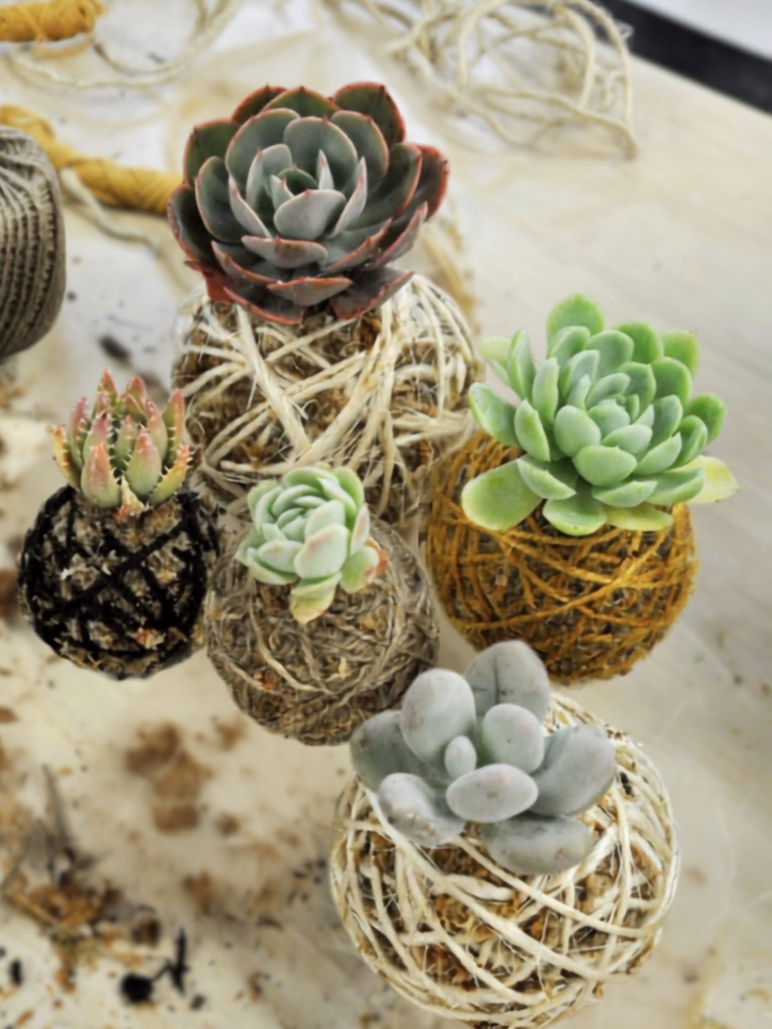 kokedama4.jpg