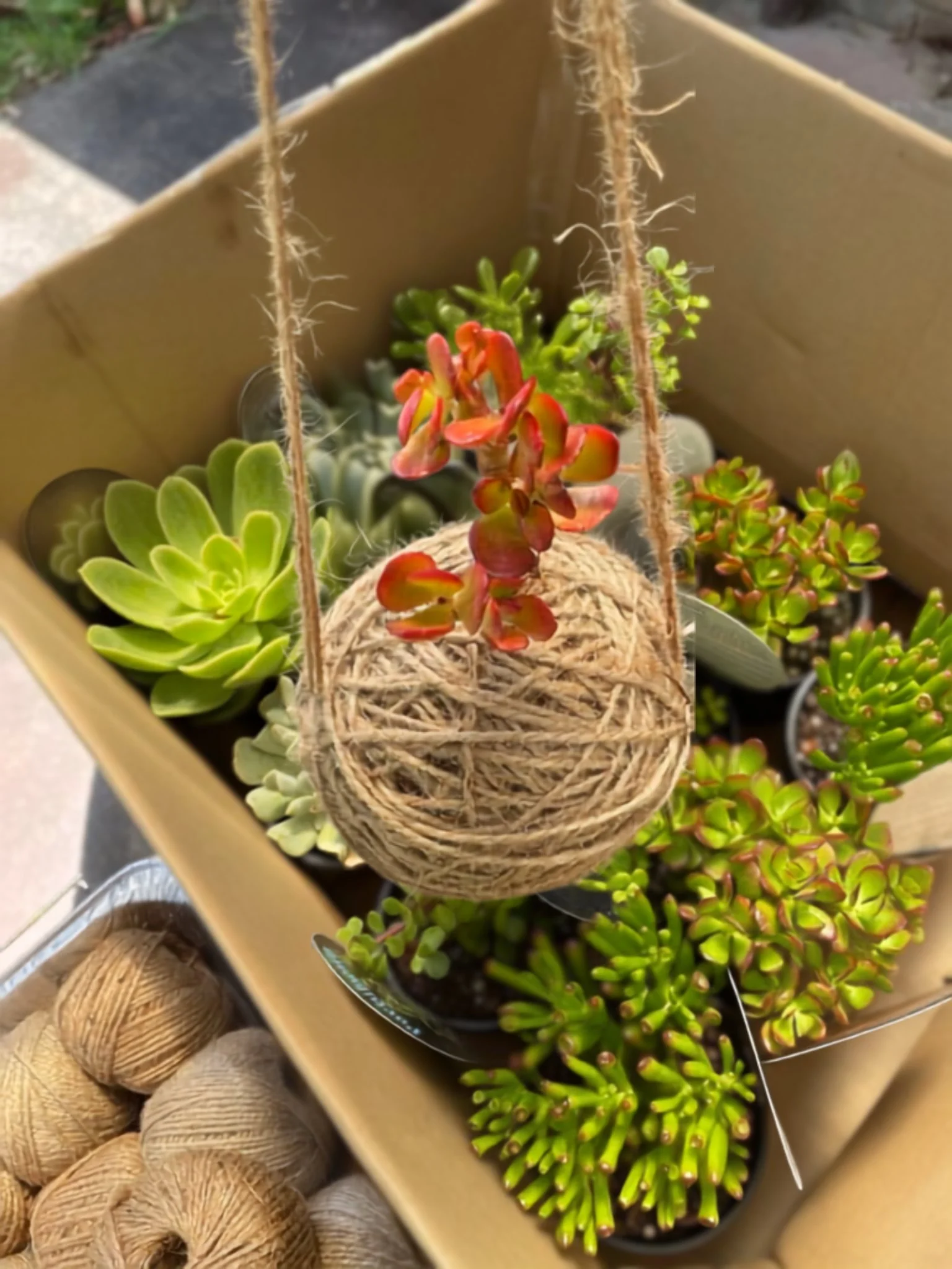 kokedama3.jpg