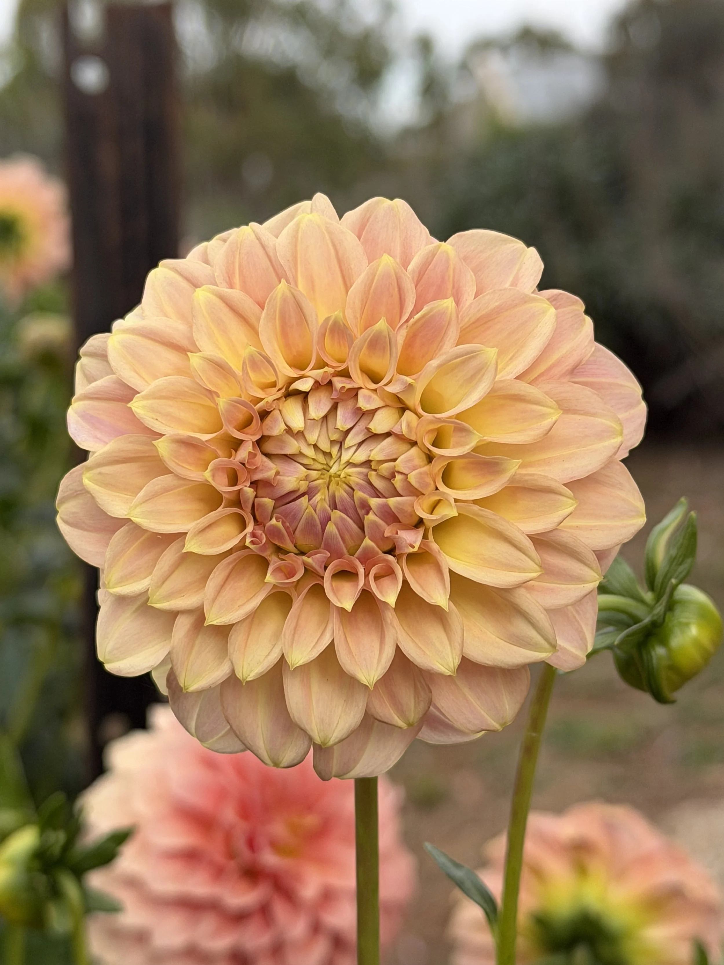 coorabell astrid 5.jpg