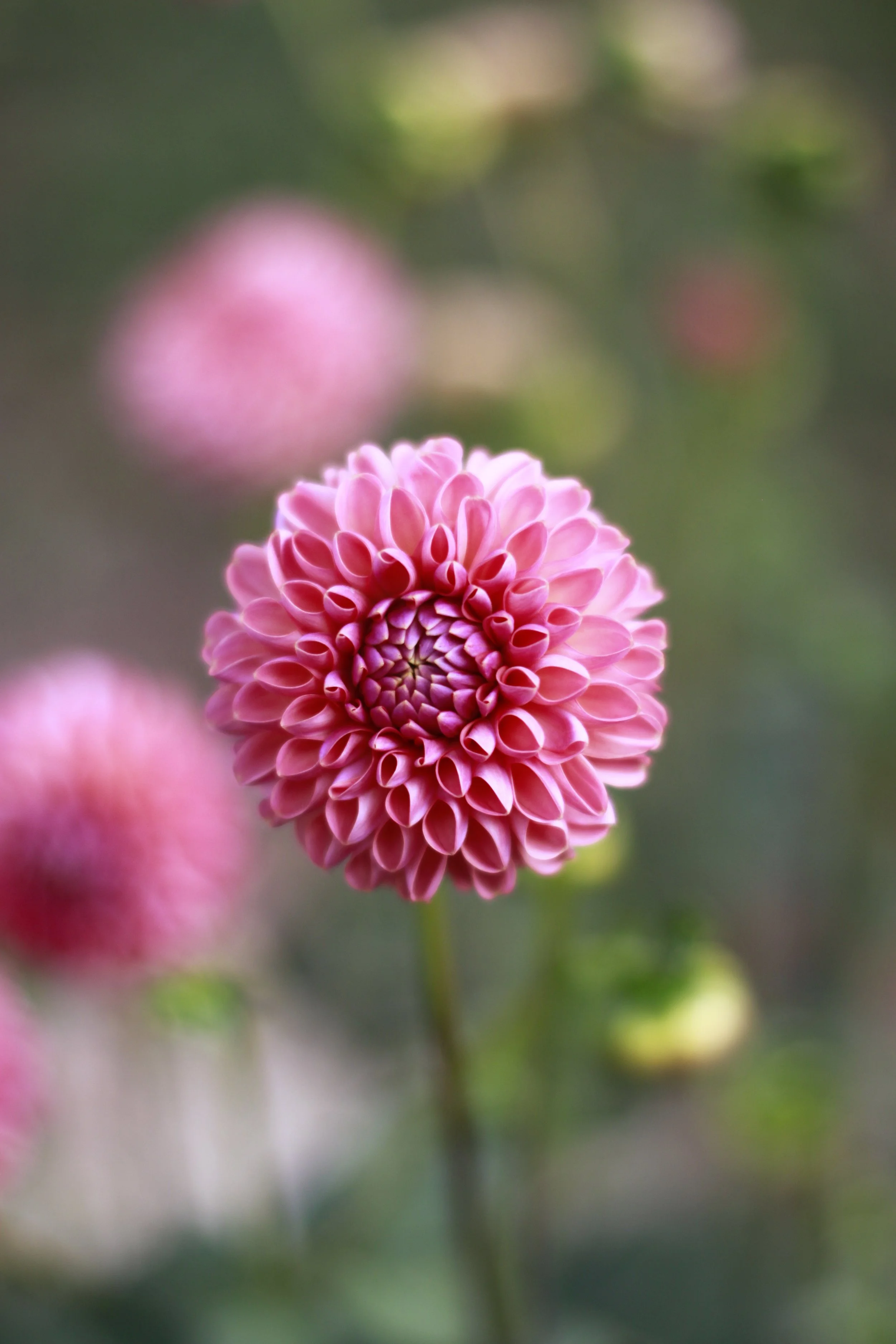 little peaches 18.JPG