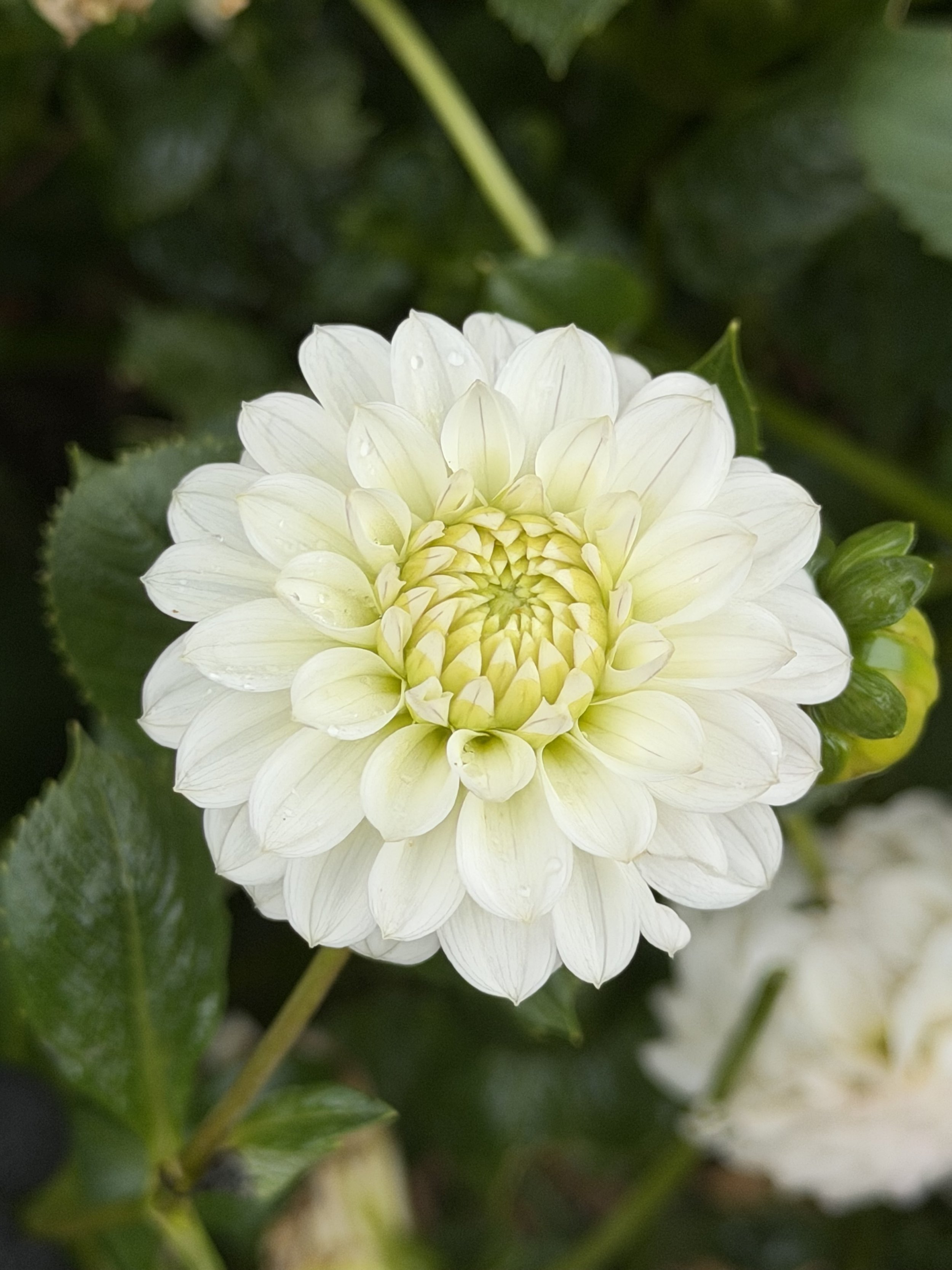 florelie cowrie 6.jpg