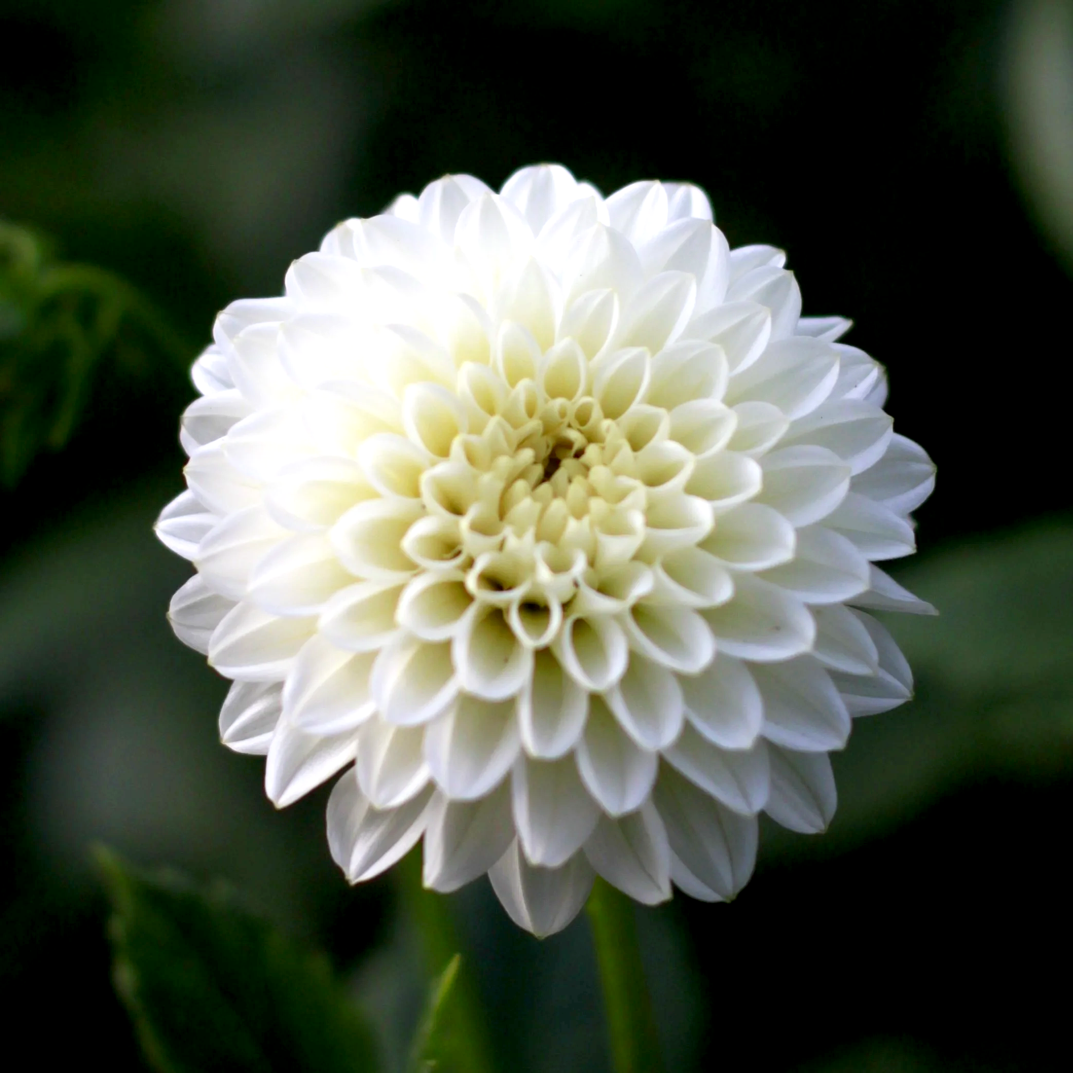 Dahlia Seeds from Florelie Chryssie (open pollinated) x 5